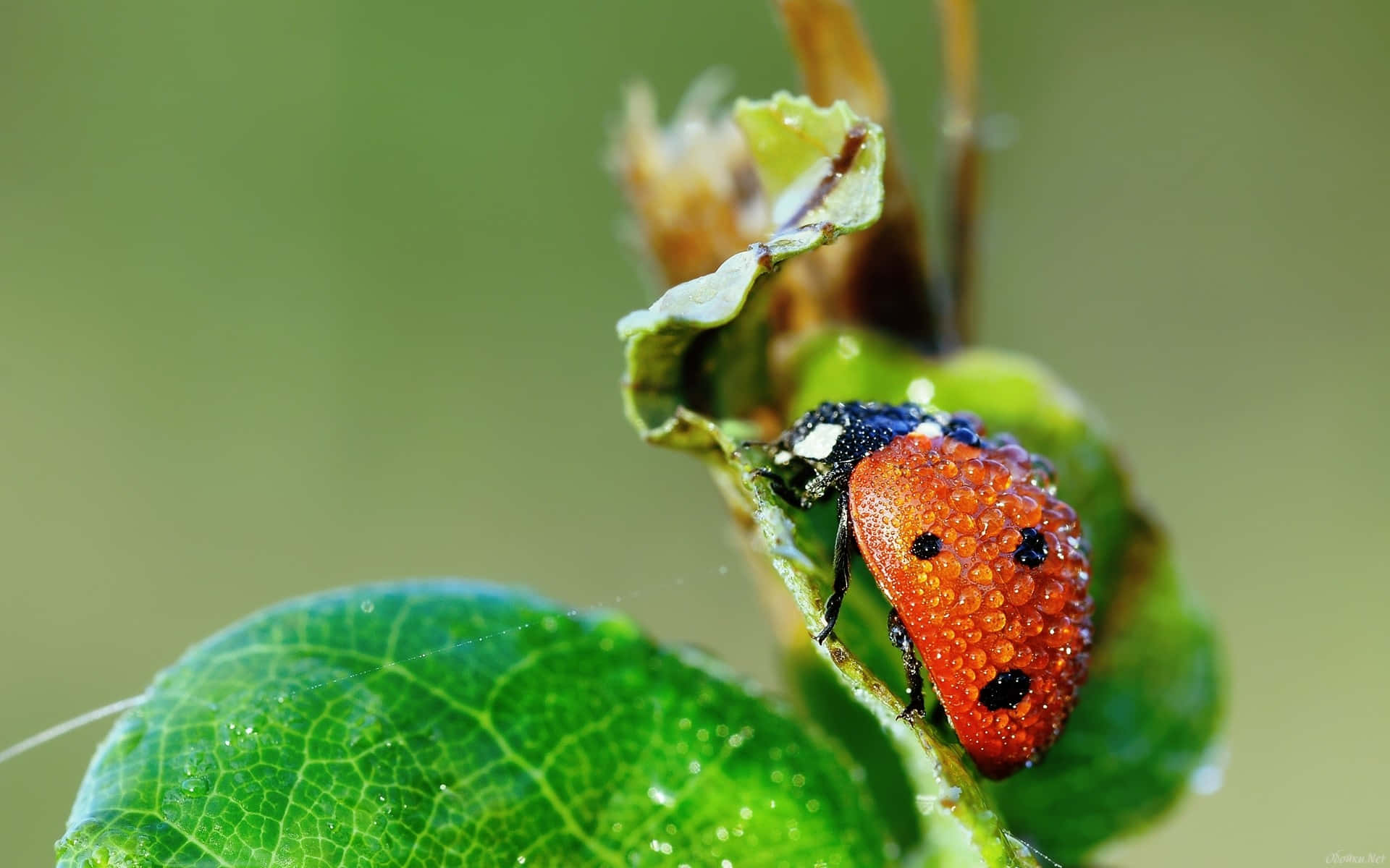 ladybird, dewdrops, green leaf, Full HD Desktop Wallpaper