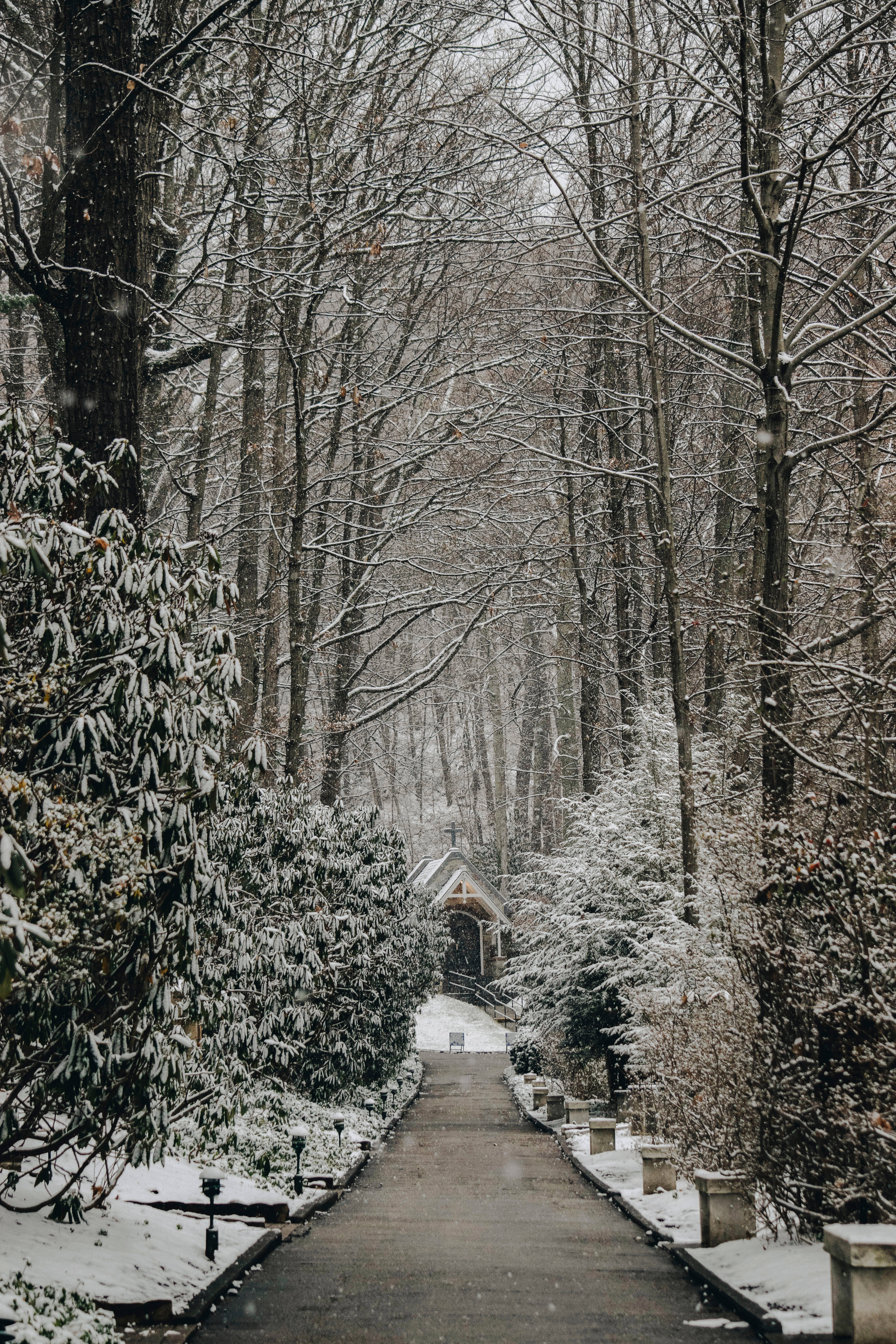 Lady Gaga, snowy path, winter forest, 5K Phone Wallpaper