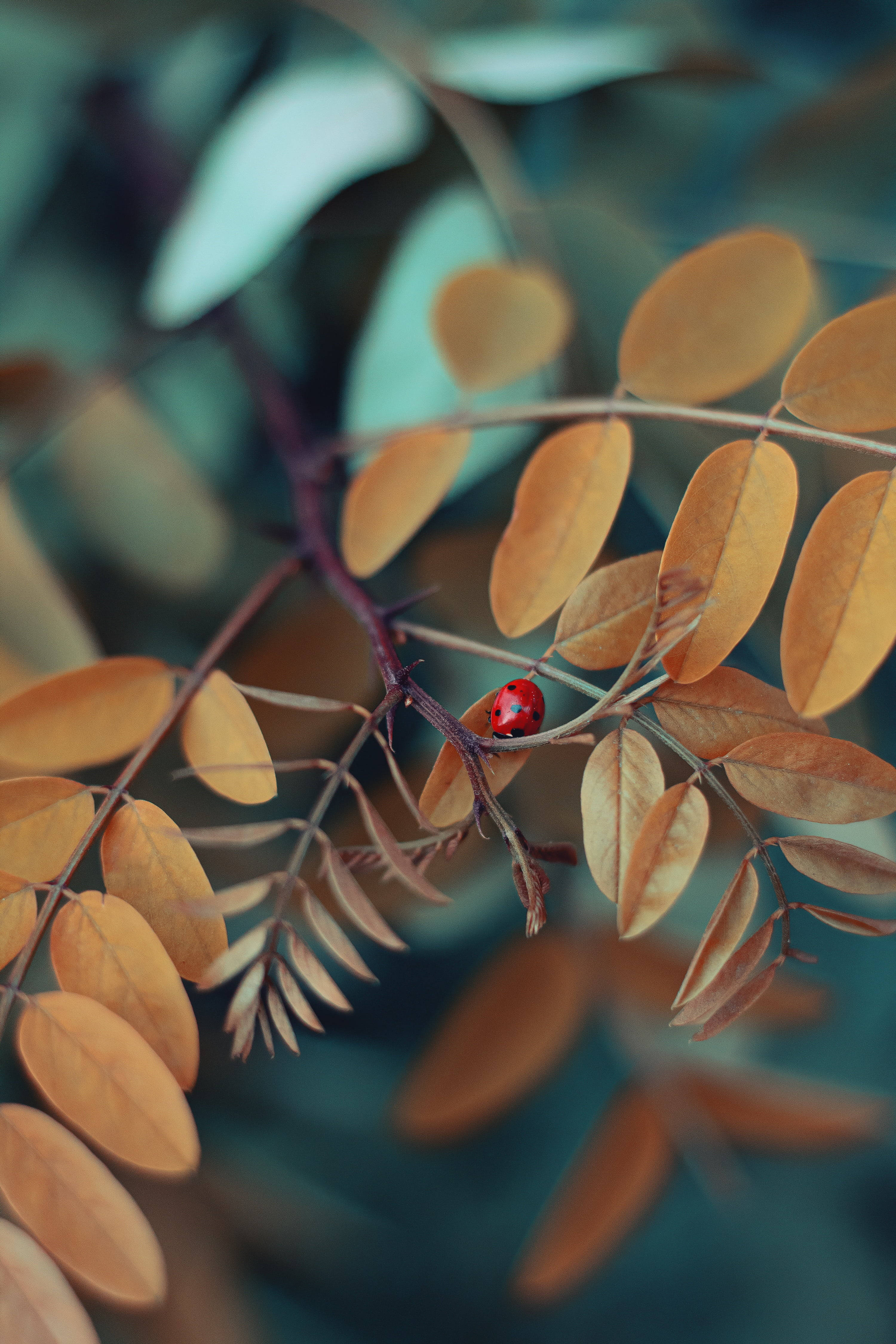 ladybug, brown tree, golden autumn leaves, 4K Phone Wallpaper