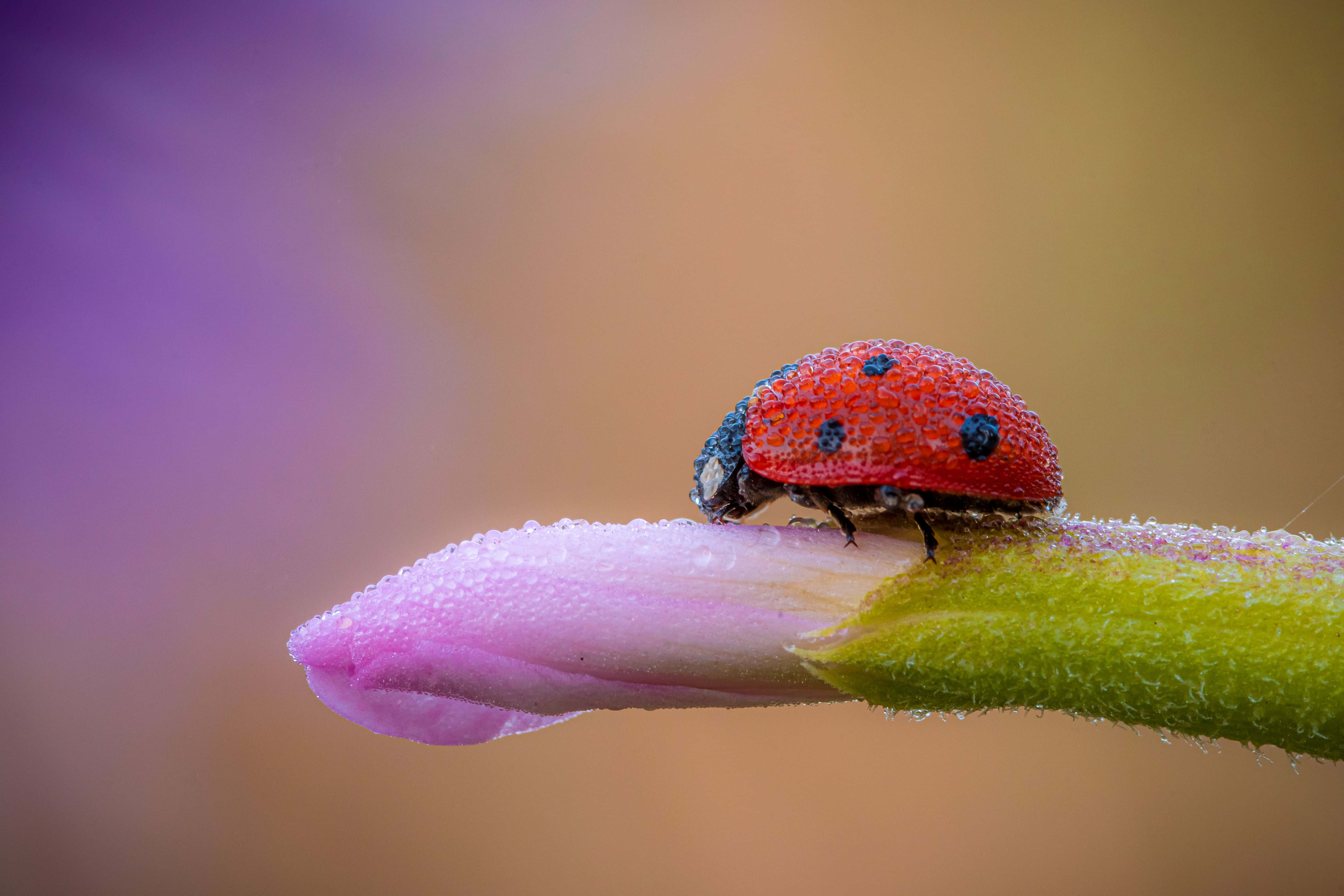Ladybird, dewy flower bud, red ladybug, 5K Desktop Wallpaper