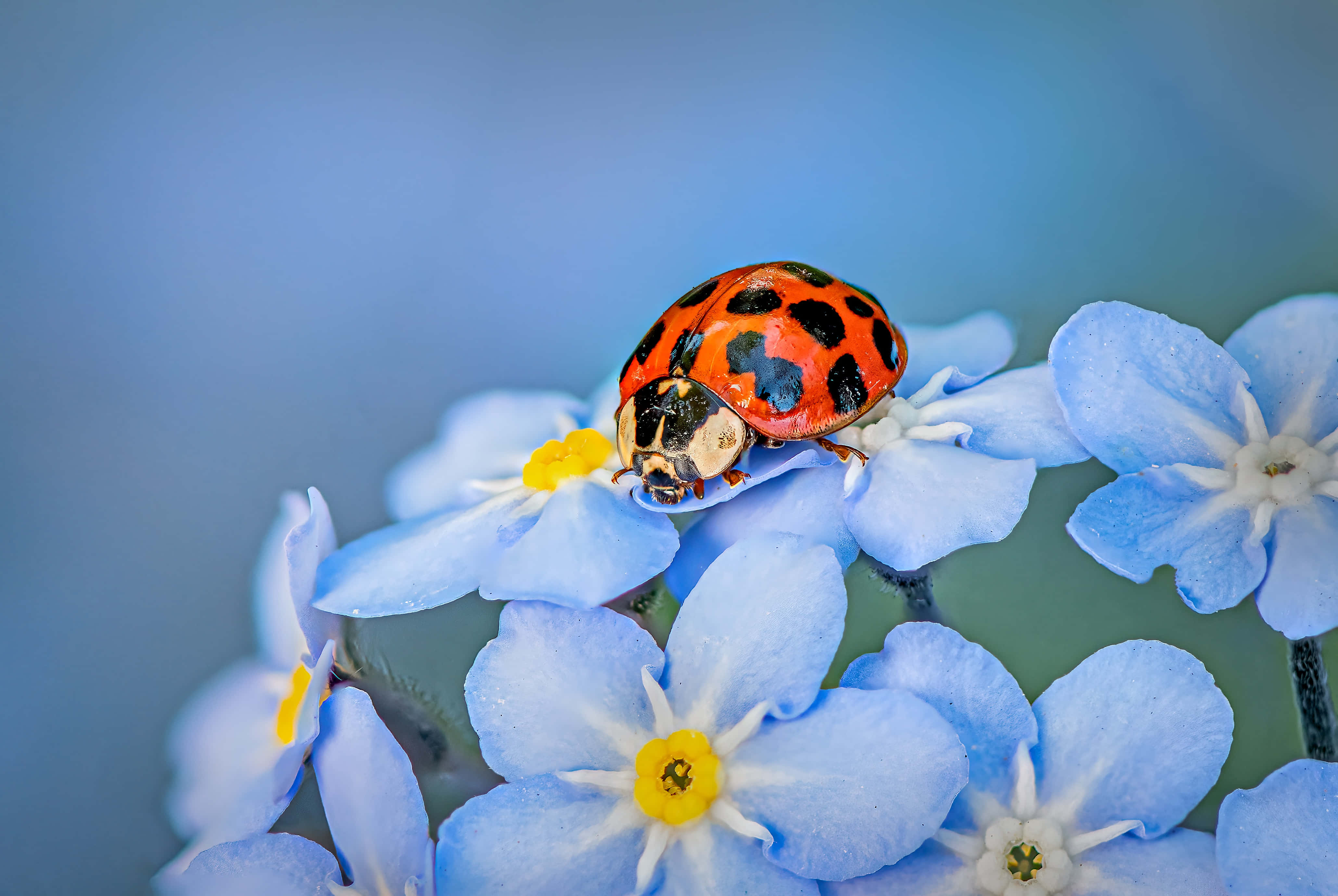 Ladybird, forget-me-not flowers, red ladybug, 4K Desktop Wallpaper