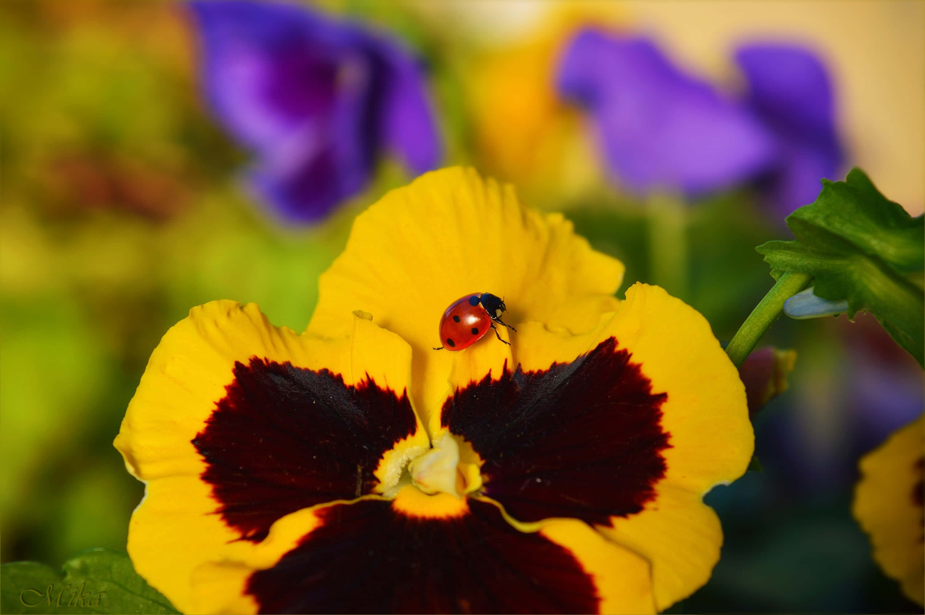 Ladybird, yellow pansy flower, red ladybug, 2K Desktop Wallpaper