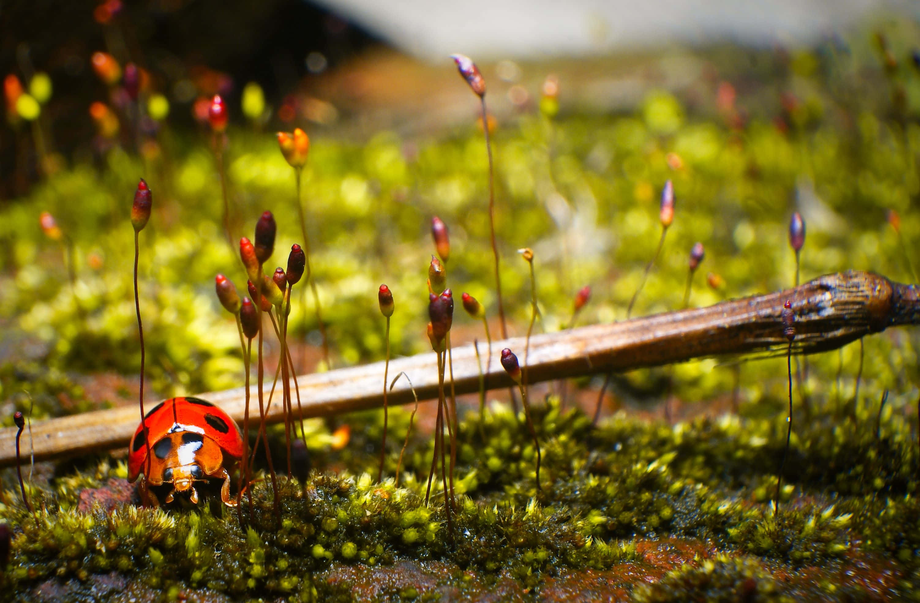 Ladybird, mossy terrain, vibrant red, 2K Desktop Wallpaper