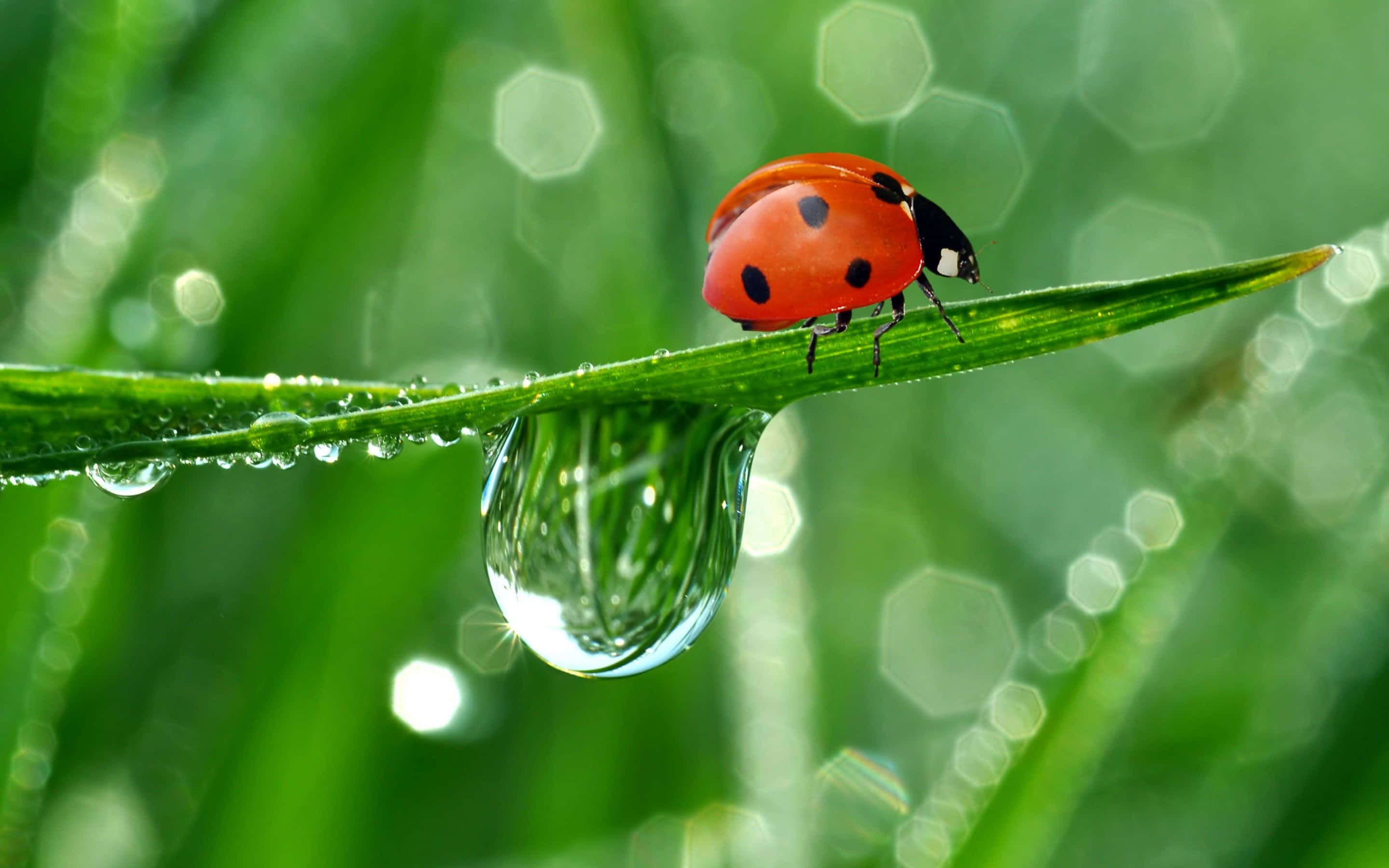 Ladybird, dew-kissed green blade, glistening water droplet, 2K Desktop Wallpaper