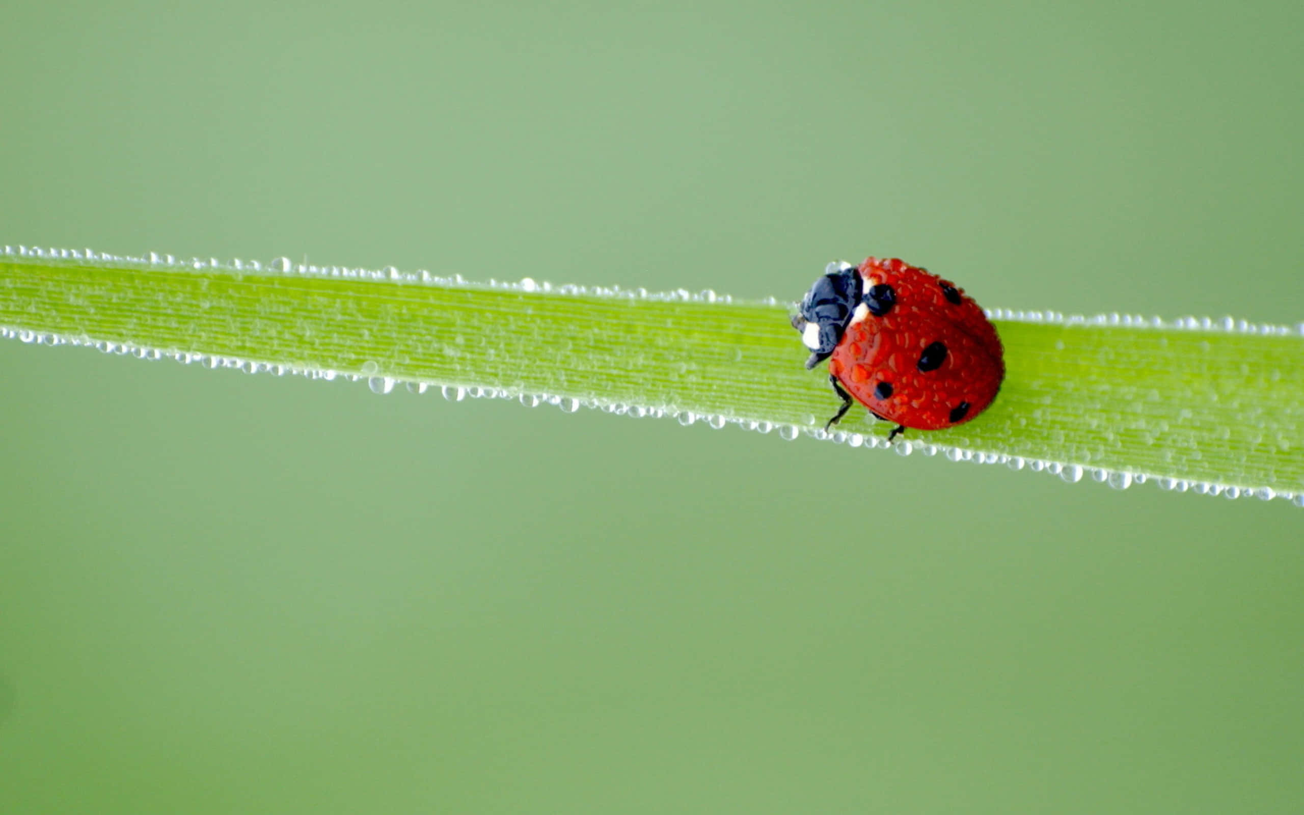 Ladybird, dewy grass blade, vibrant red, 2K Desktop Wallpaper