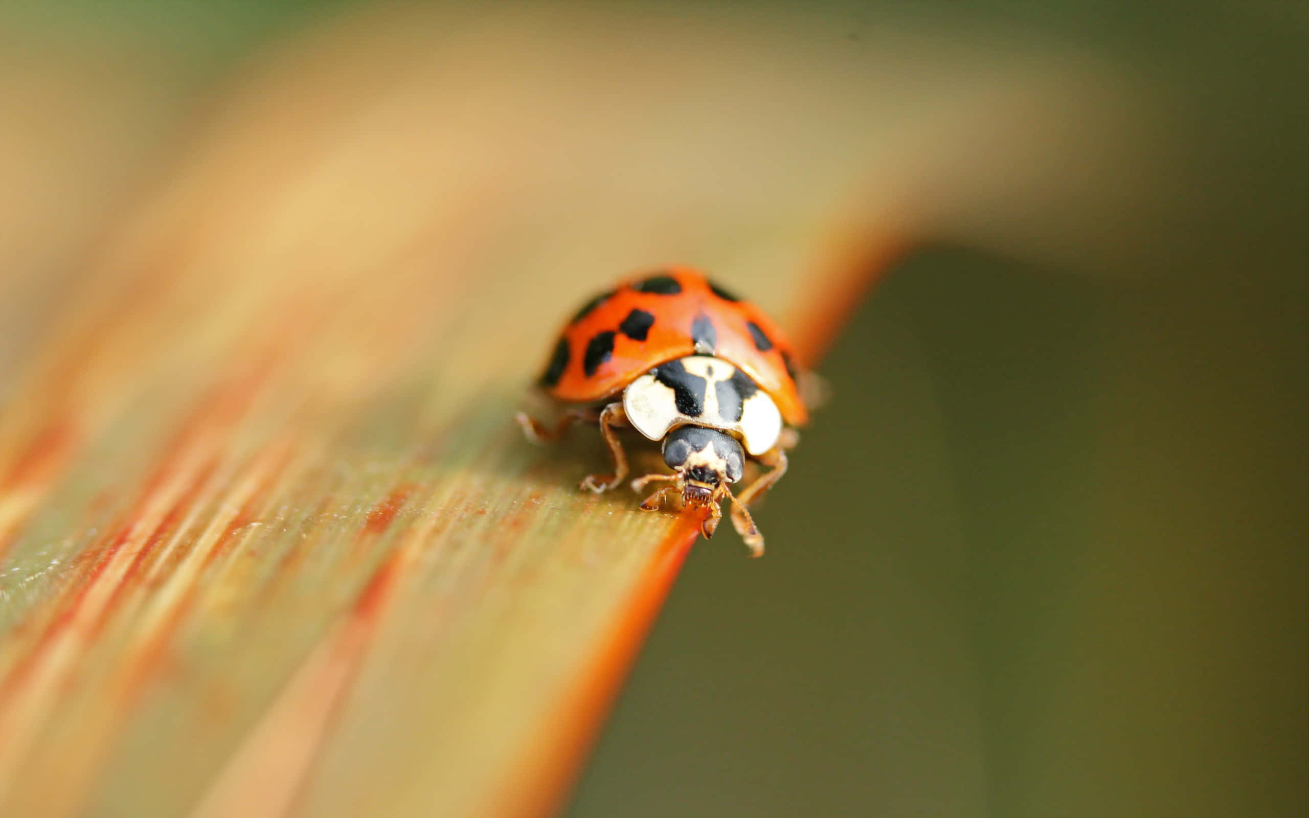 Ladybird, red, black spots, 2K Desktop Wallpaper