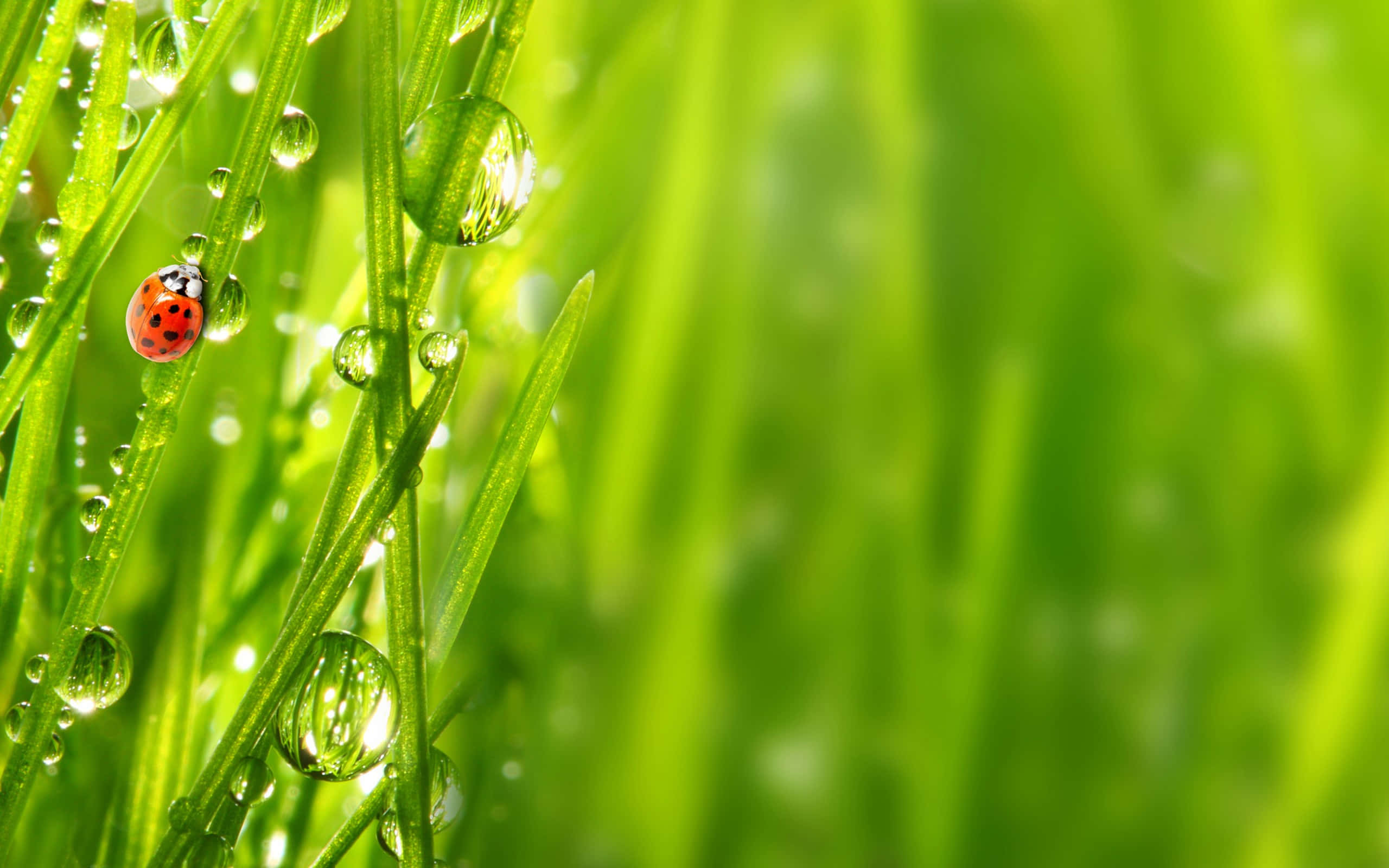 Ladybird, dewy grass, morning sun, 2K Desktop Wallpaper