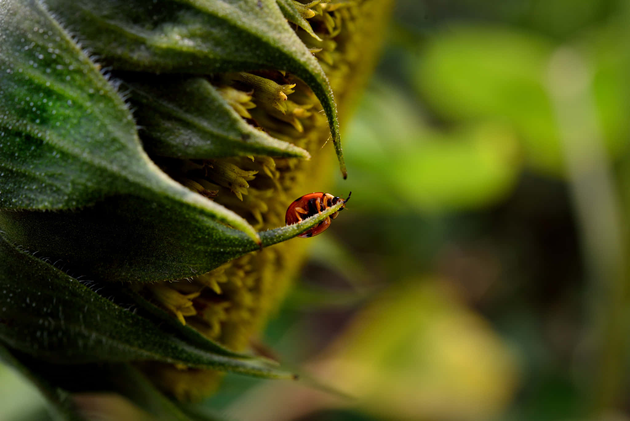 Ladybird, sunflower bud, red ladybug, Full HD Desktop Wallpaper