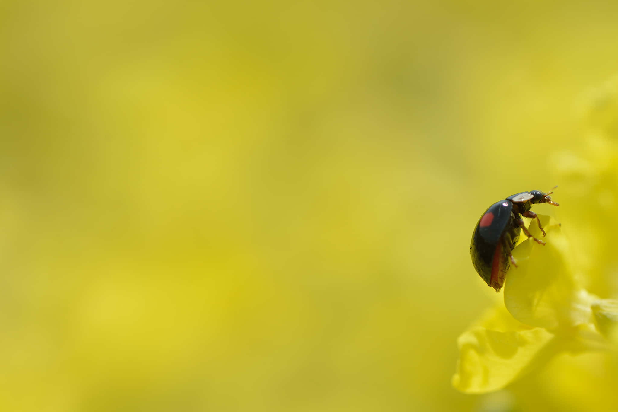 Ladybird, yellow flower, black ladybug, Full HD Desktop Wallpaper