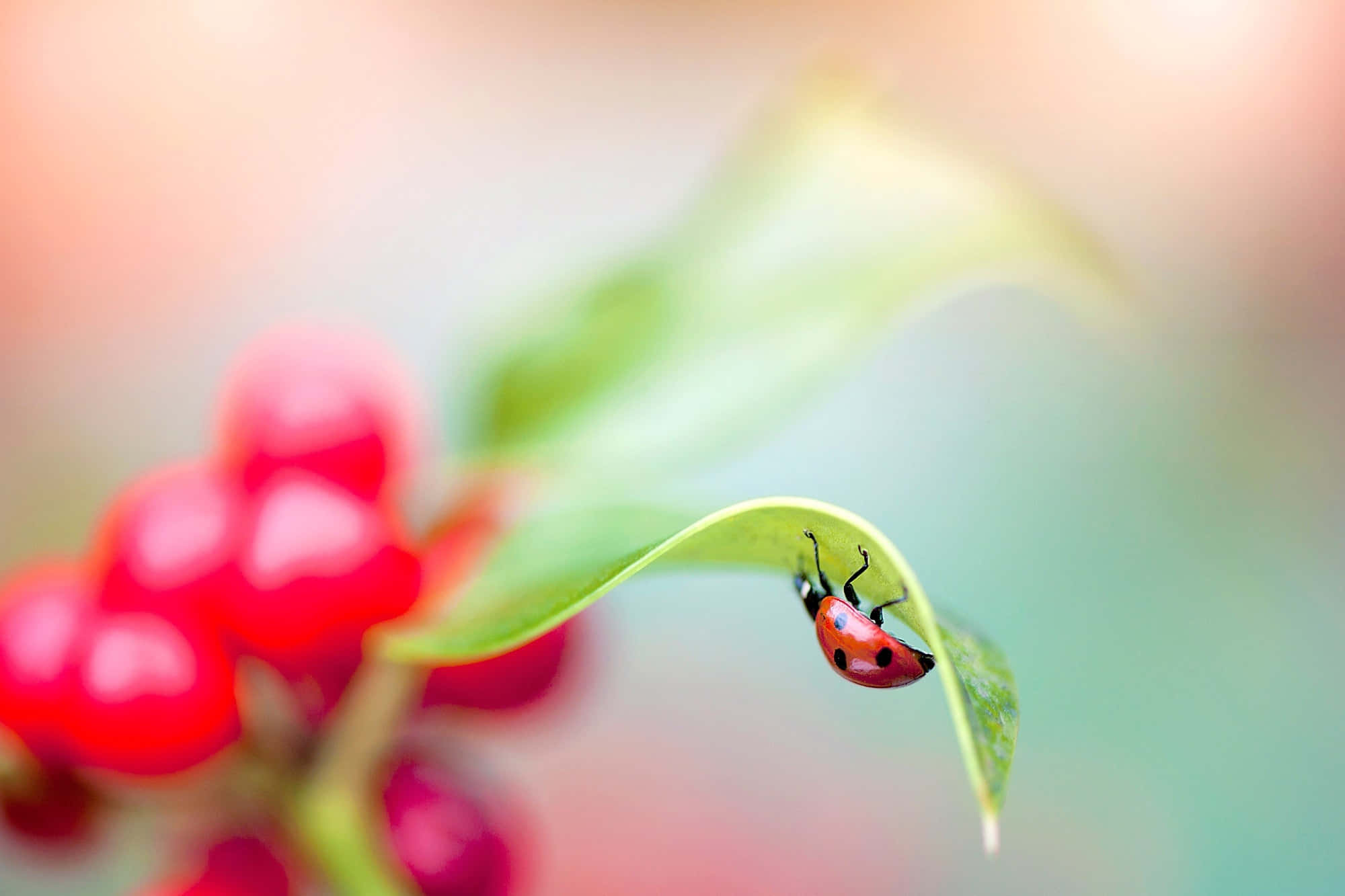 Ladybird, green leaf, crimson berries, Full HD Desktop Wallpaper