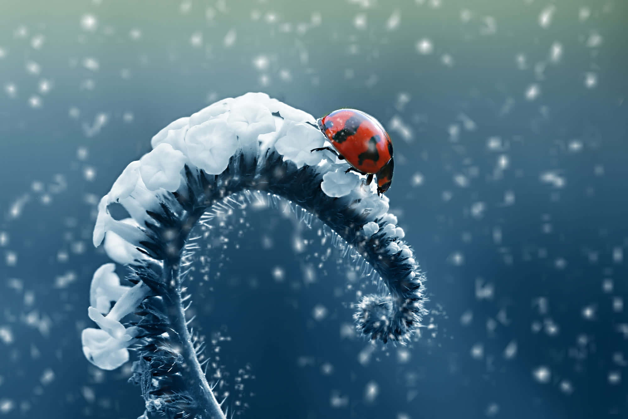 Ladybird, frost-covered plant stem, snowflakes, Full HD Desktop Wallpaper
