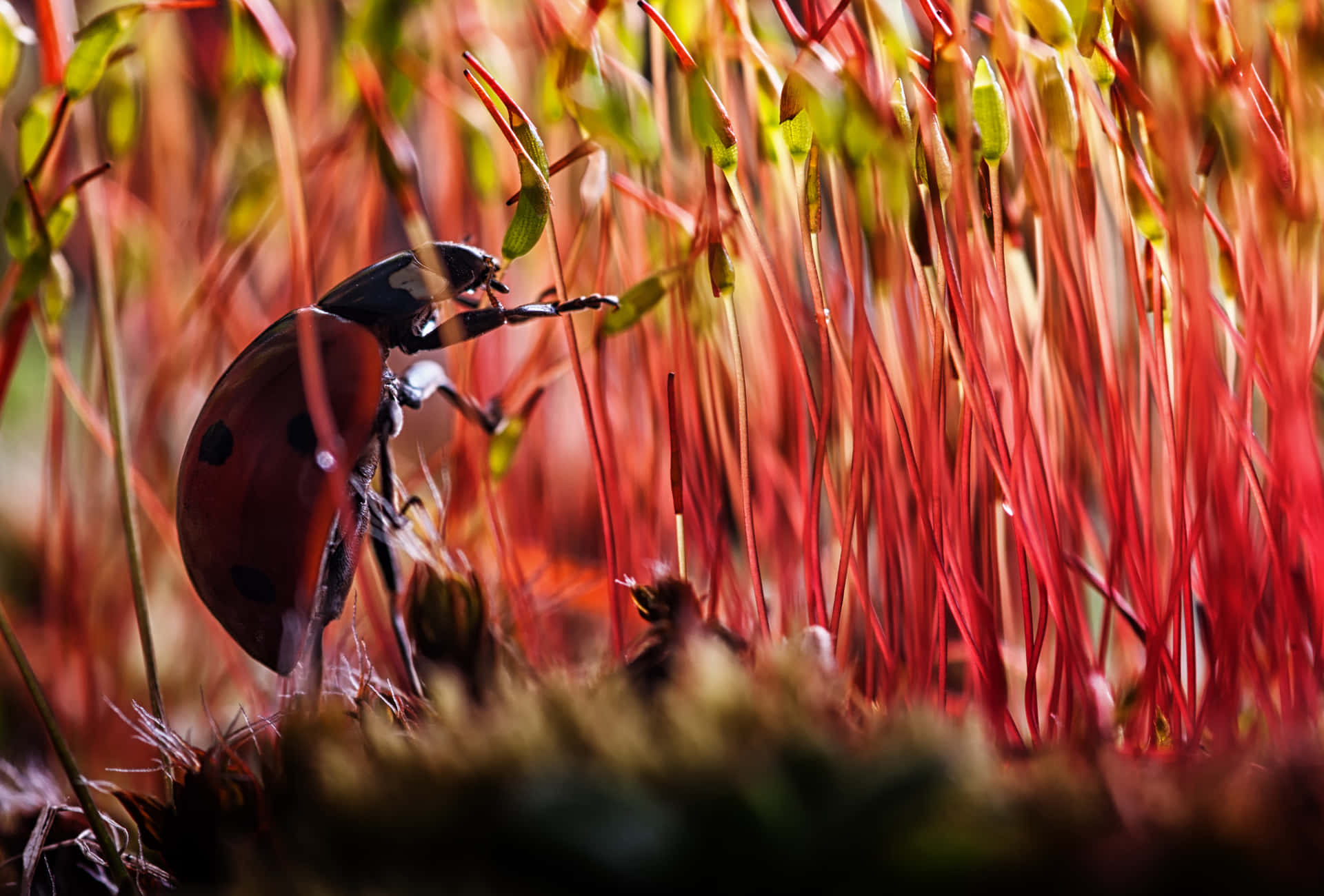 Ladybird, mossy forest floor, fiery red moss, Full HD Desktop Wallpaper