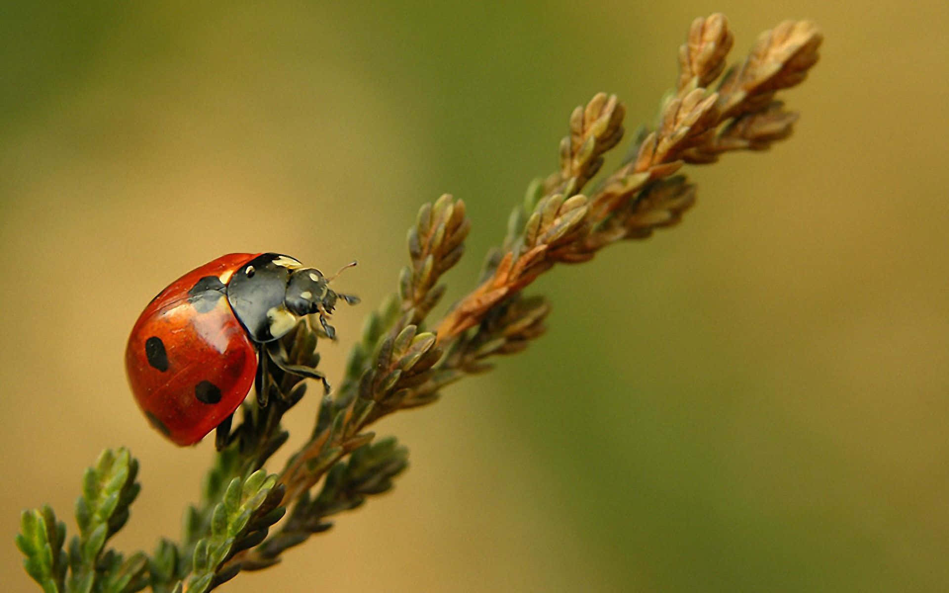 Ladybird, pine branch, red ladybug, Full HD Desktop Wallpaper