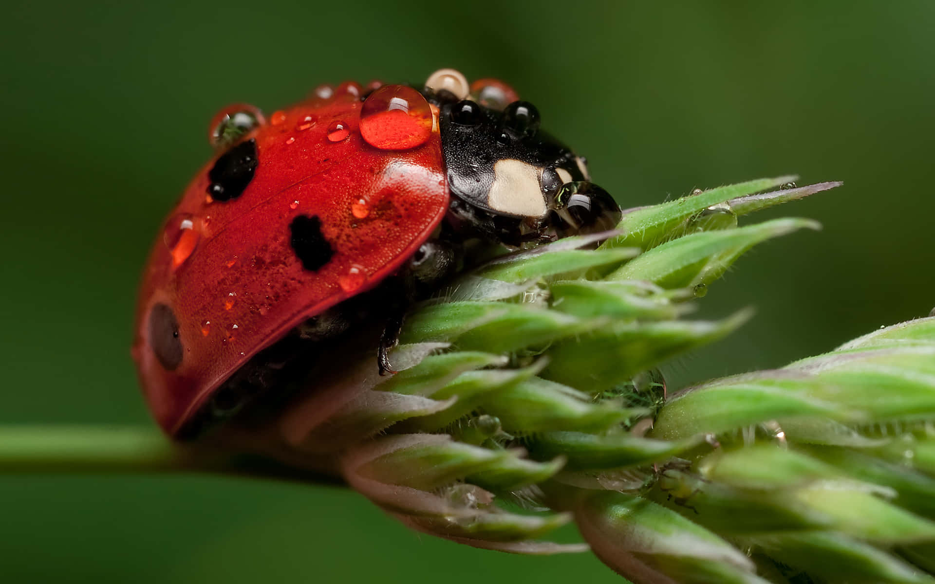 Ladybird, dewy grass, vibrant red ladybug, Full HD Desktop Wallpaper
