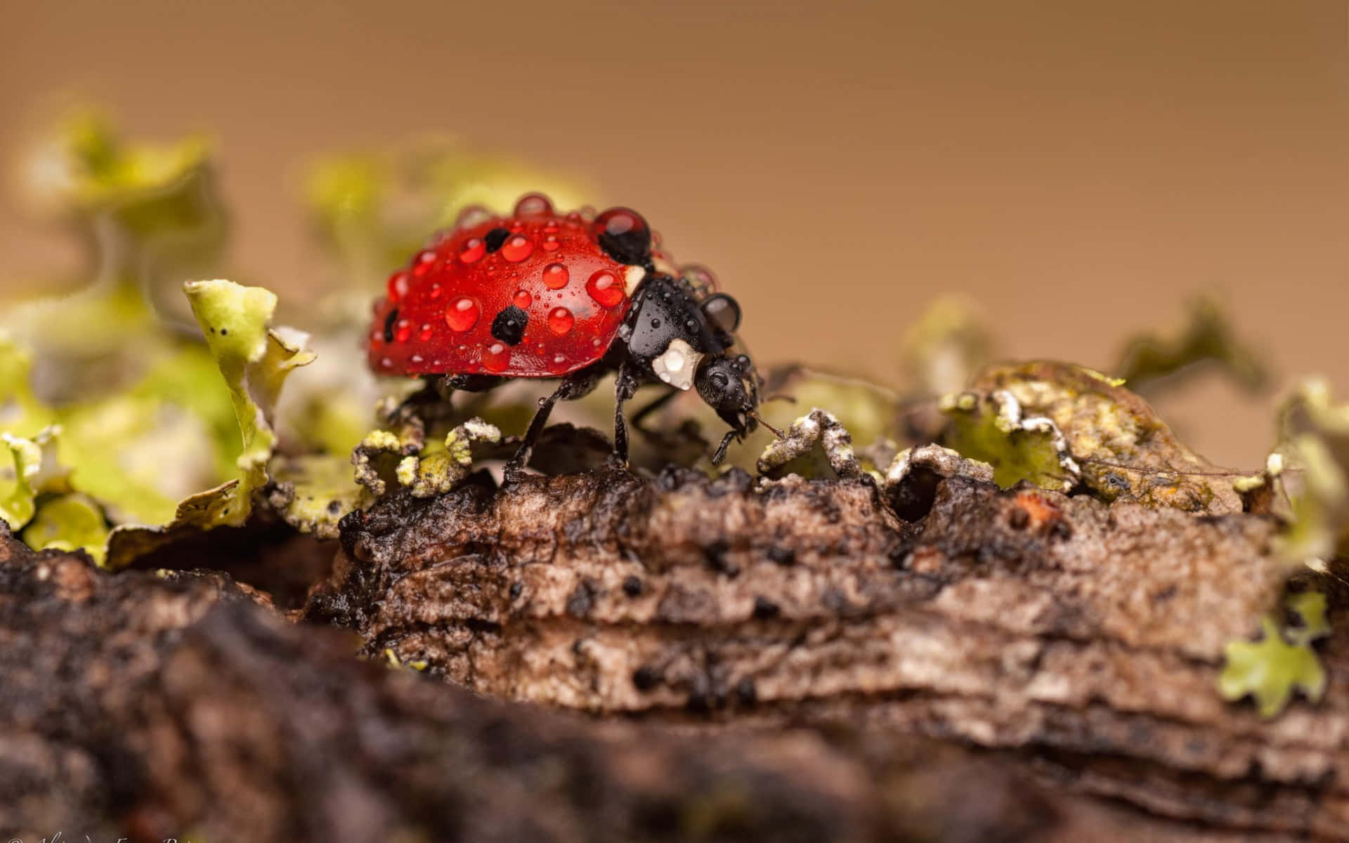 Ladybird, dewdrops, textured bark, Full HD Desktop Wallpaper