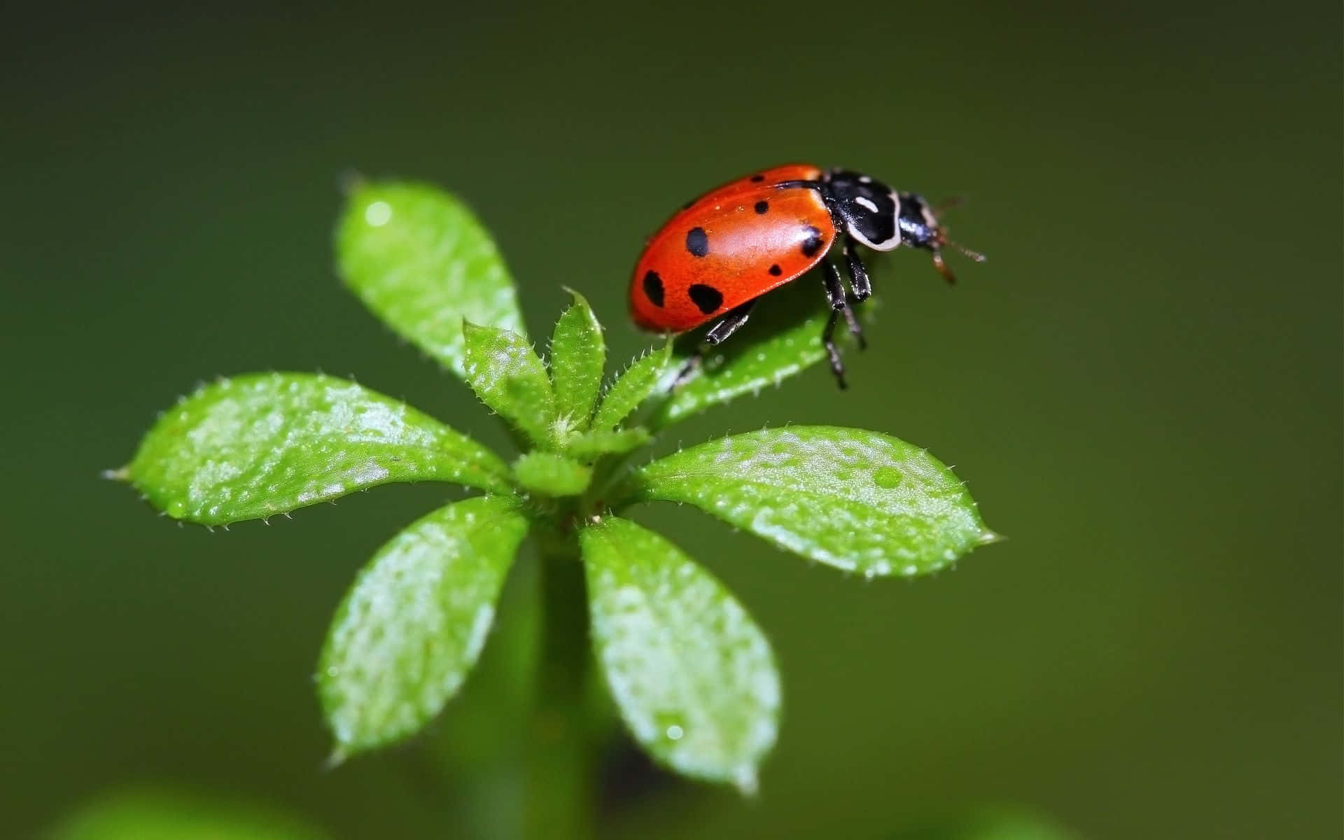 Ladybird, green leaf, dew-kissed, Full HD Desktop Wallpaper