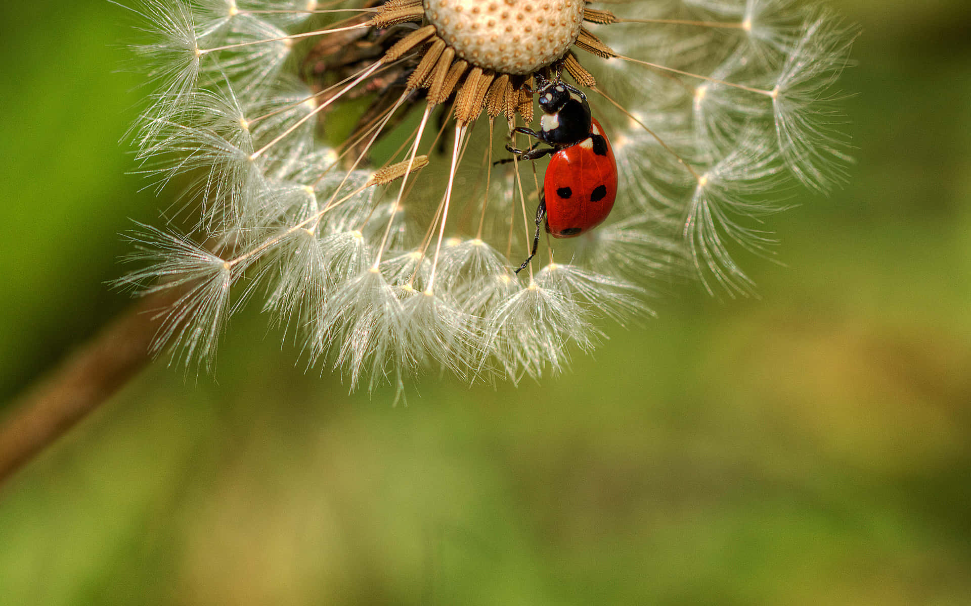 Ladybird, dandelion seed head, red, Full HD Desktop Wallpaper