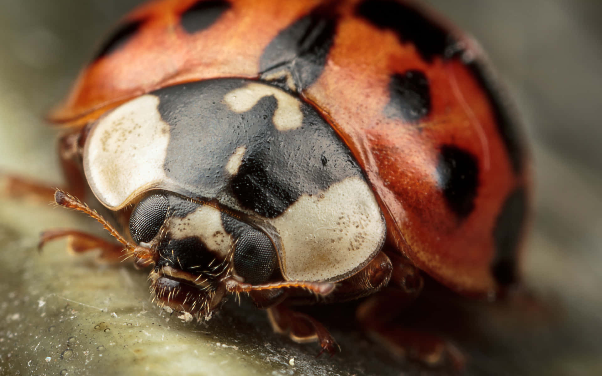 ladybird, red shell, black spots, Full HD Desktop Wallpaper