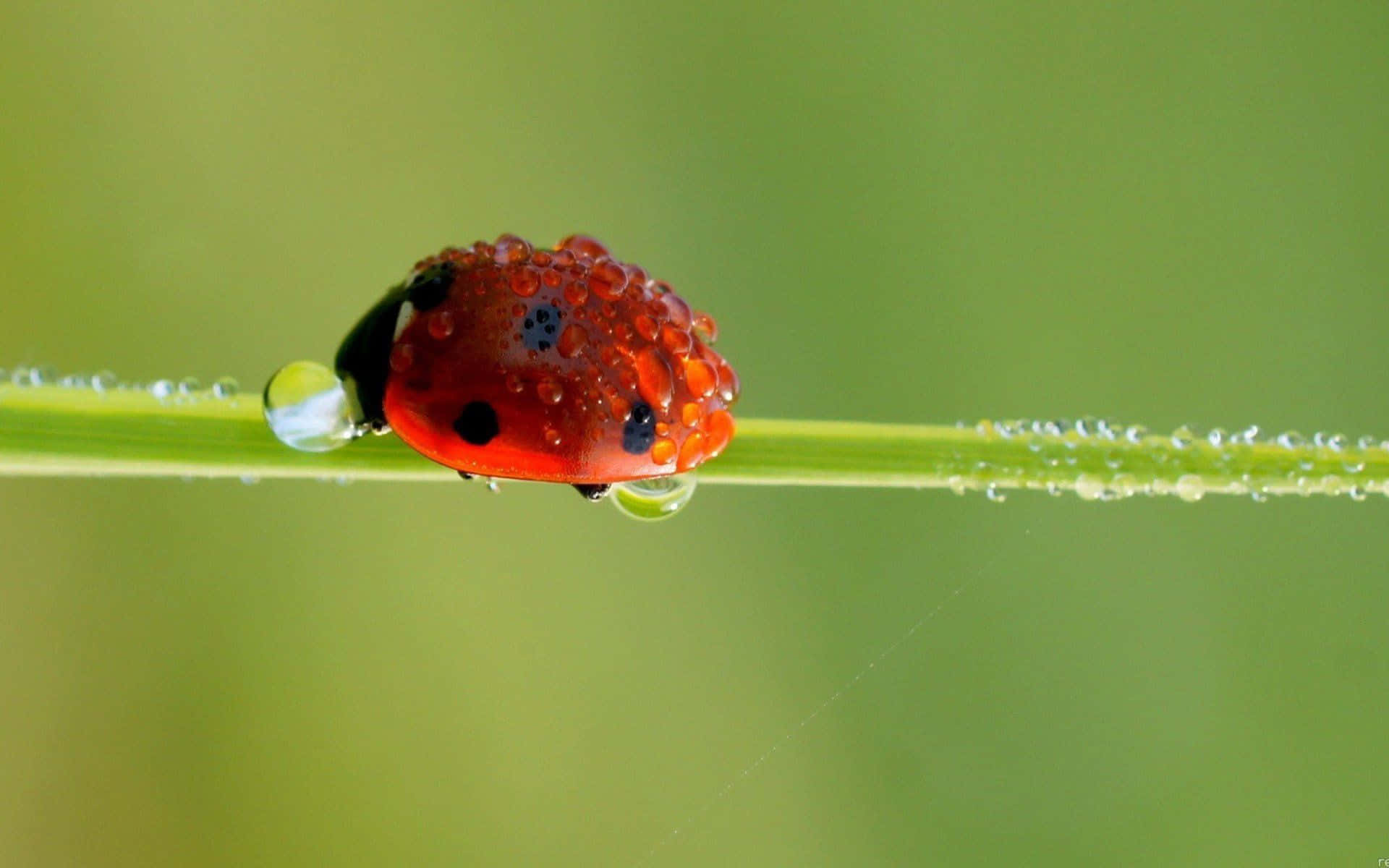 Ladybird, dewdrops, green blade of grass, Full HD Desktop Wallpaper