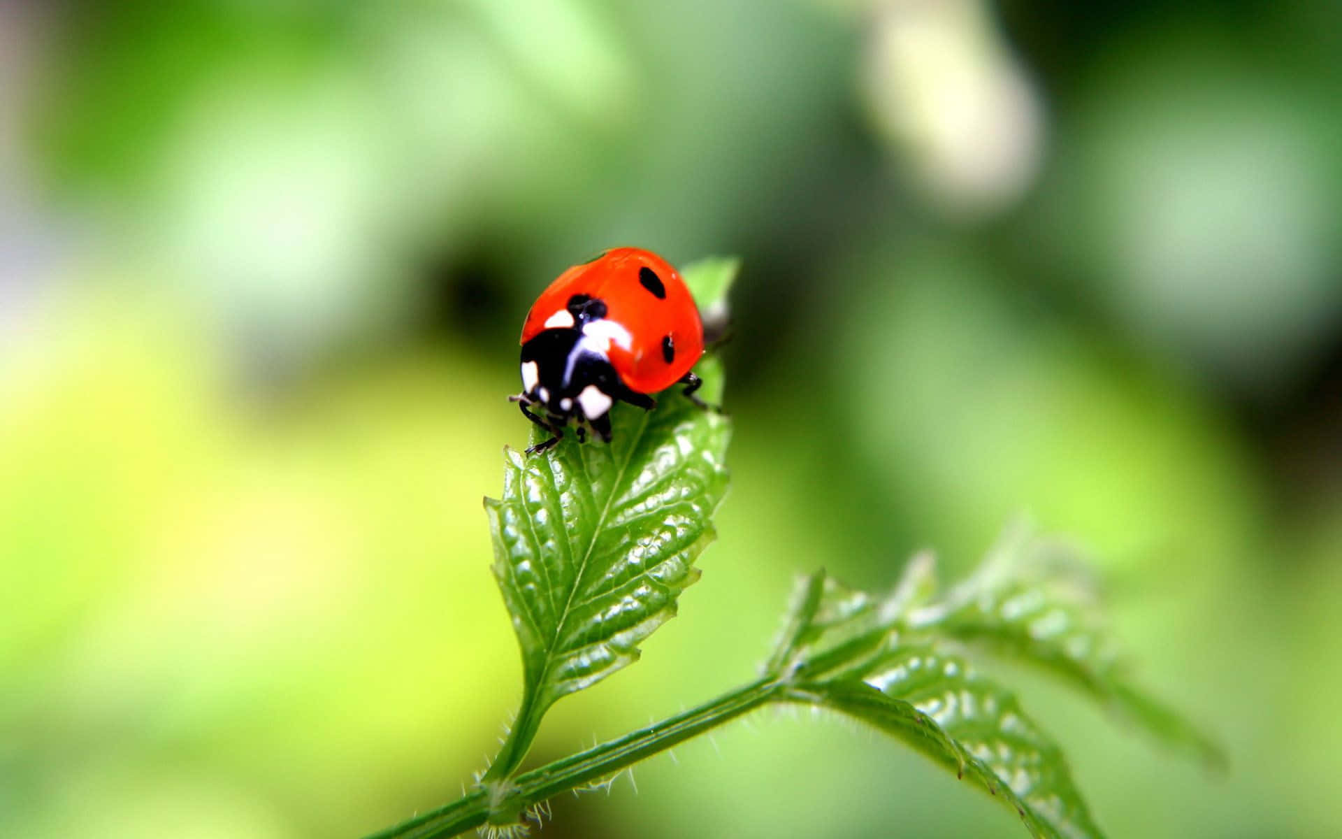 Ladybird, green leaf, dew-kissed, Full HD Desktop Wallpaper