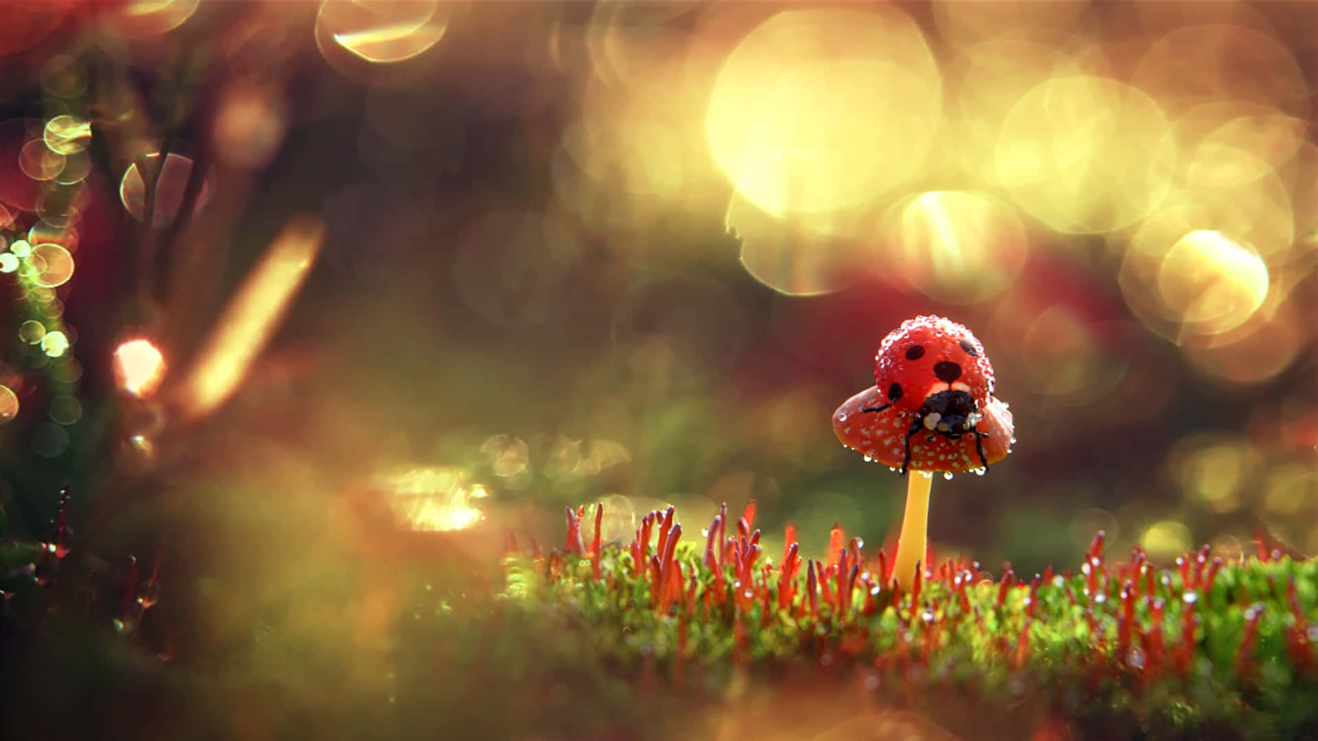 Ladybird, mushroom, golden light, Full HD Desktop Wallpaper