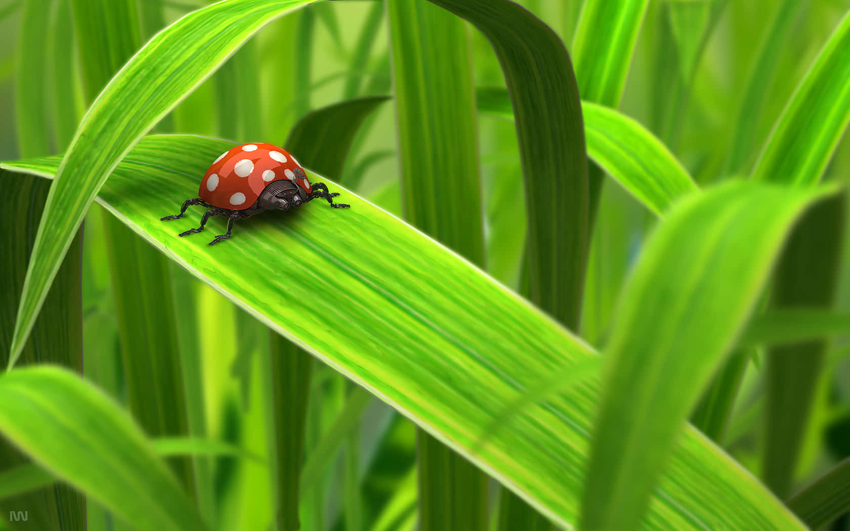 red ladybird, green leaf, white spots, HD Desktop Wallpaper