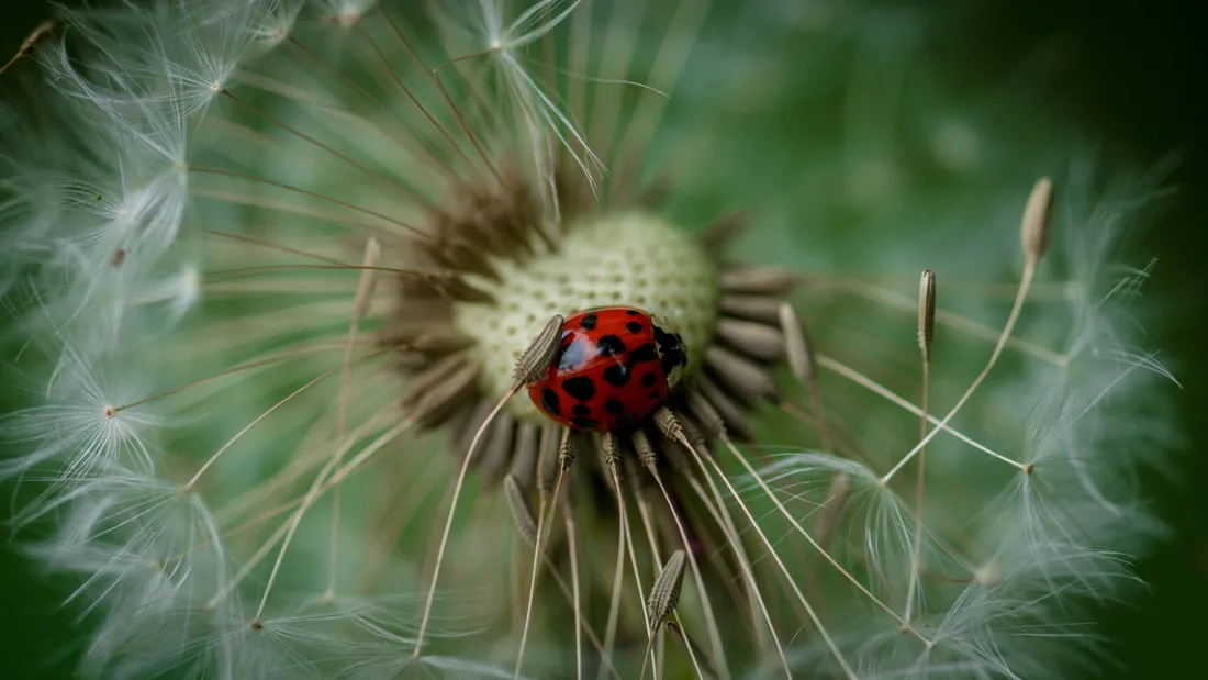 Ladybug iPhone