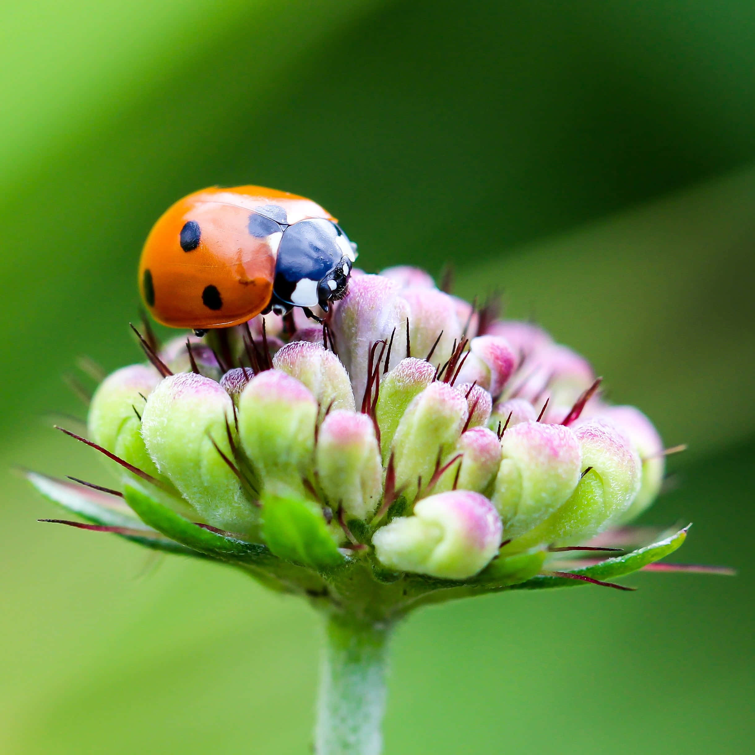 Ladybug iPhone, orange ladybug, black spots, Full HD Desktop Wallpaper