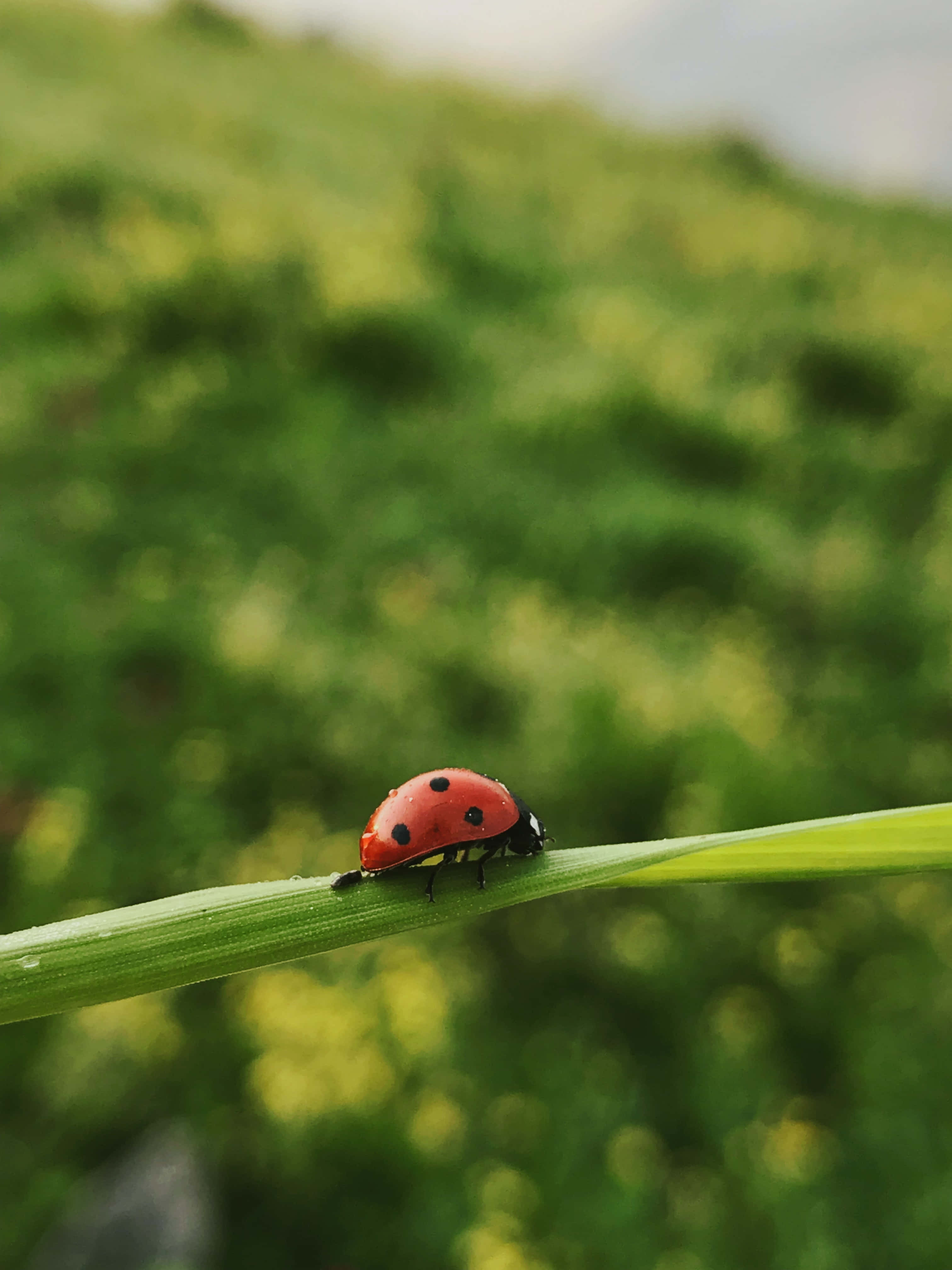 Ladybug iPhone, vibrant red, black spots, 4K Phone Wallpaper