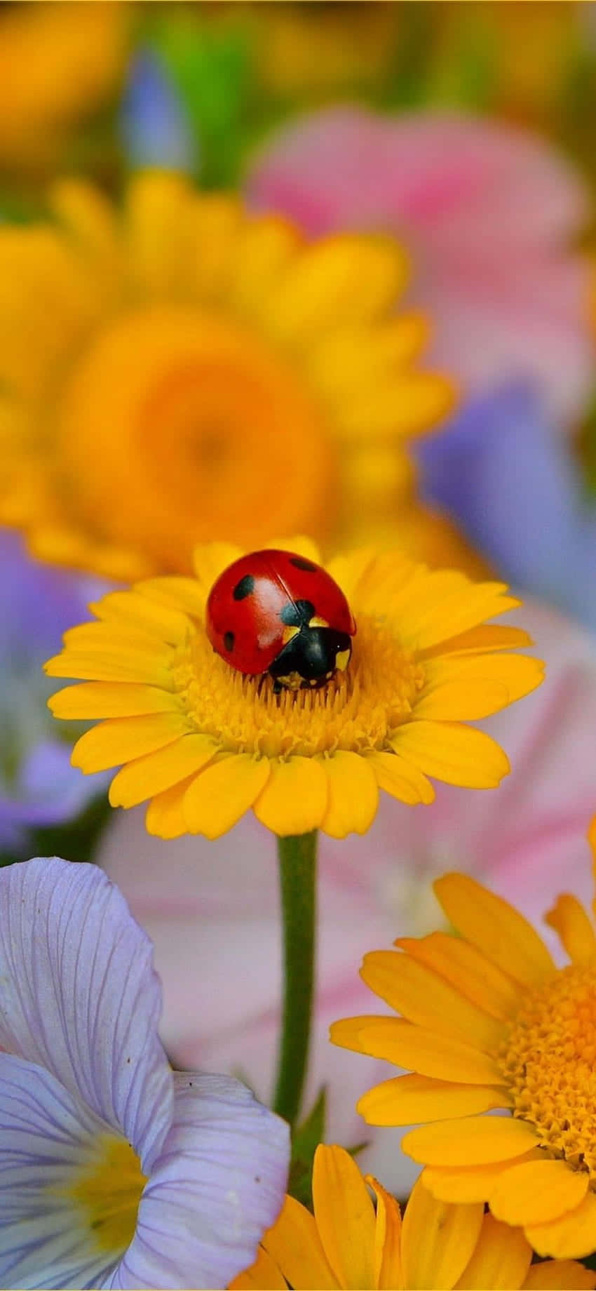 ladybug, red ladybug, black spots, HD Phone Wallpaper