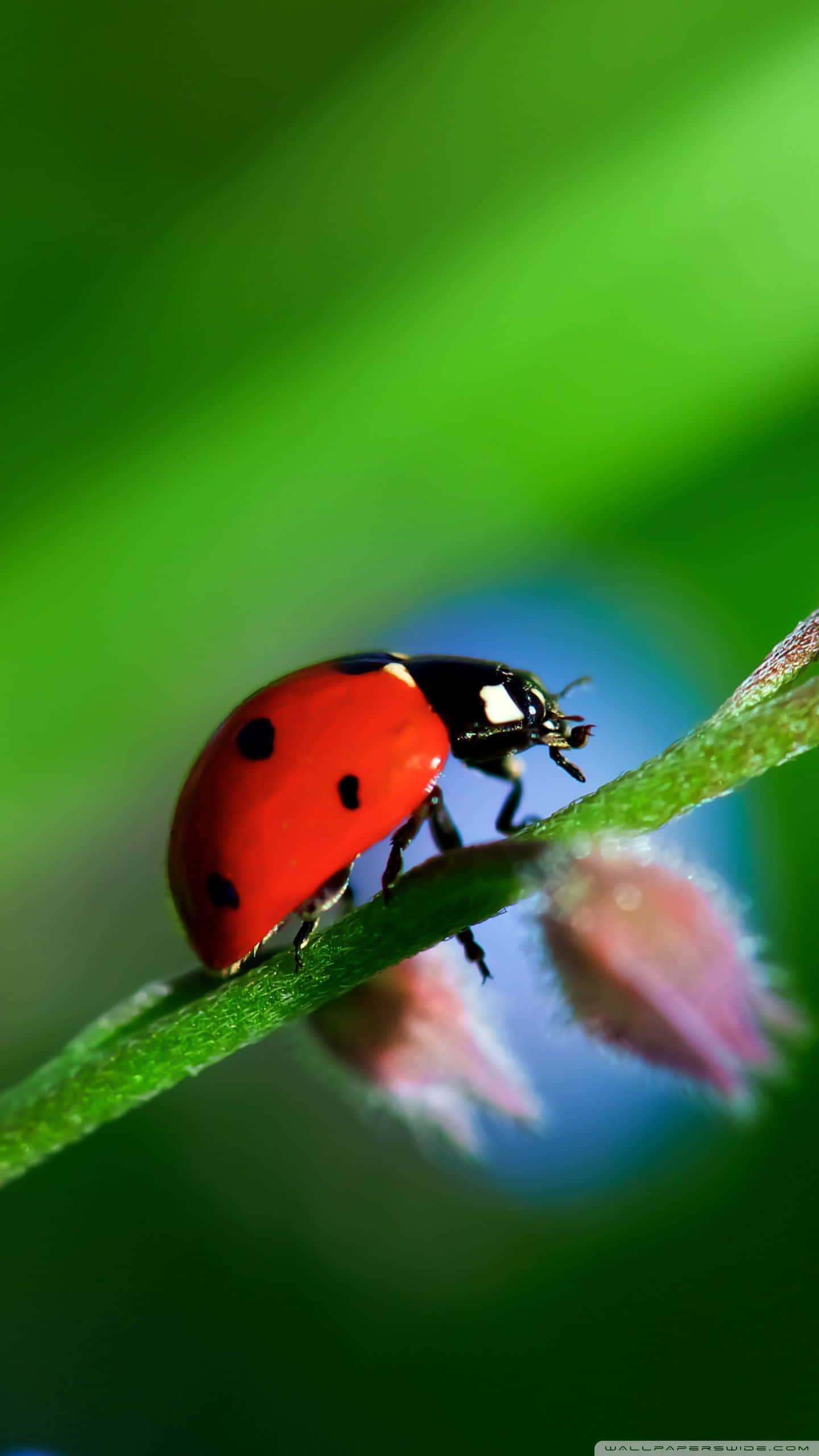 ladybug iPhone, vibrant red ladybug, black spots, 2K Phone Wallpaper