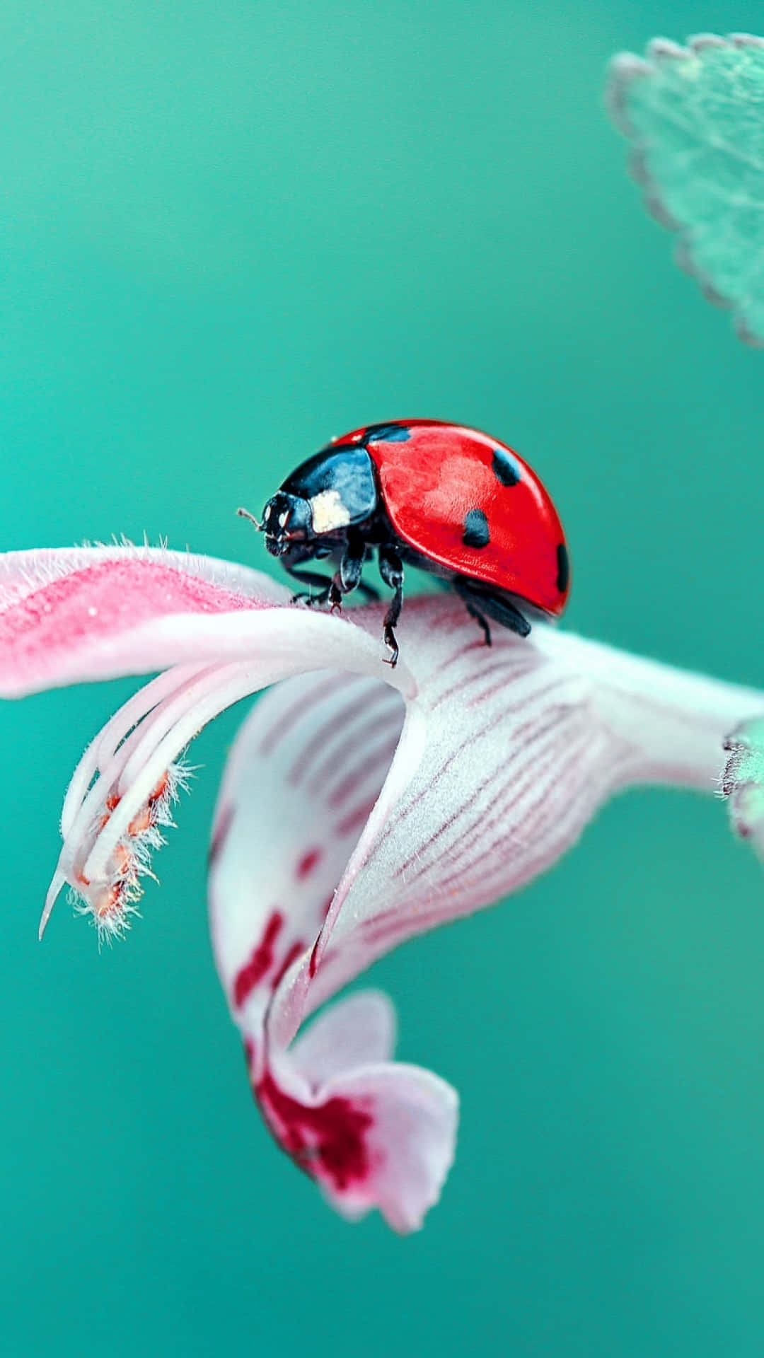 Ladybug iPhone, vibrant red ladybug, black spots, Full HD Phone Wallpaper