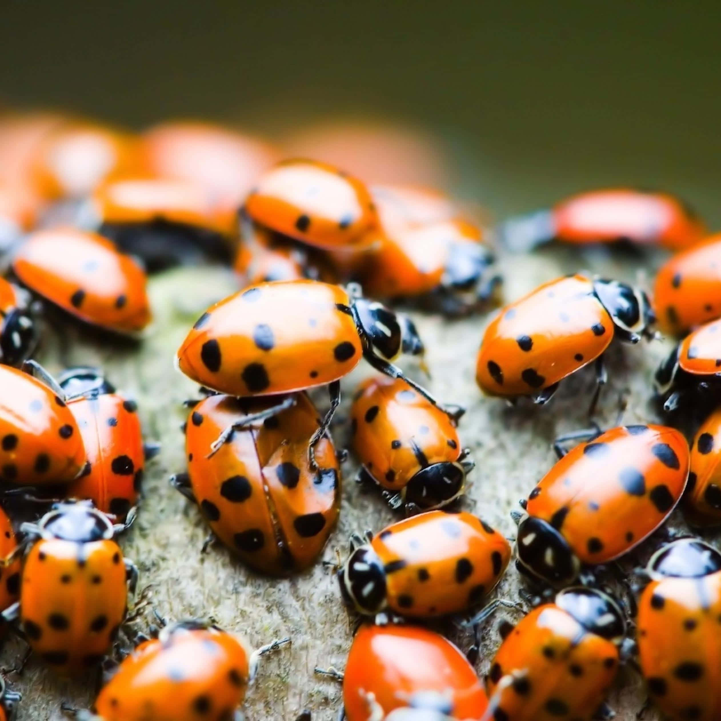 ladybug, iPhone, orange, Full HD Desktop Wallpaper