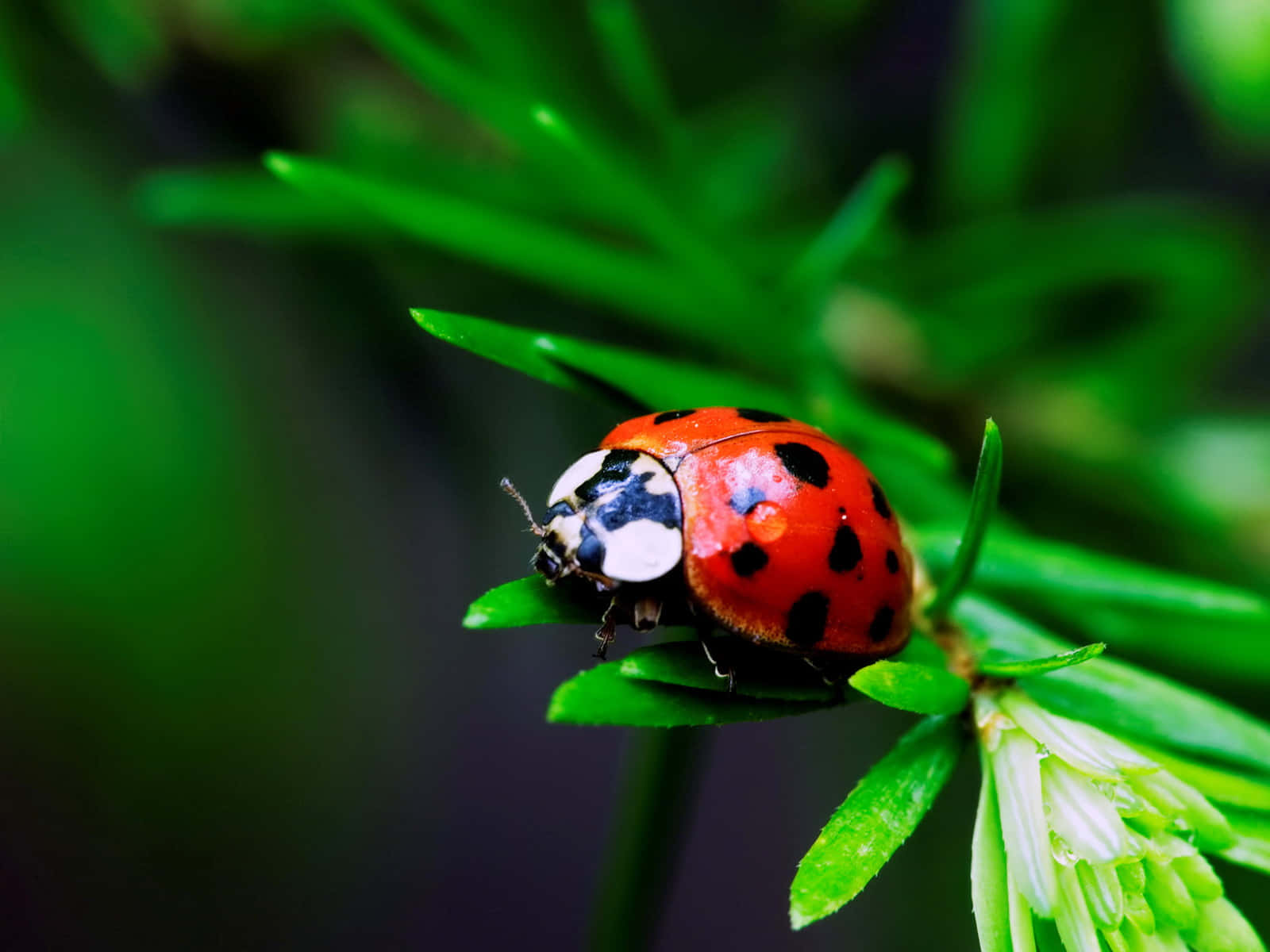 Ladybug, iPhone, vibrant red, HD Desktop Wallpaper