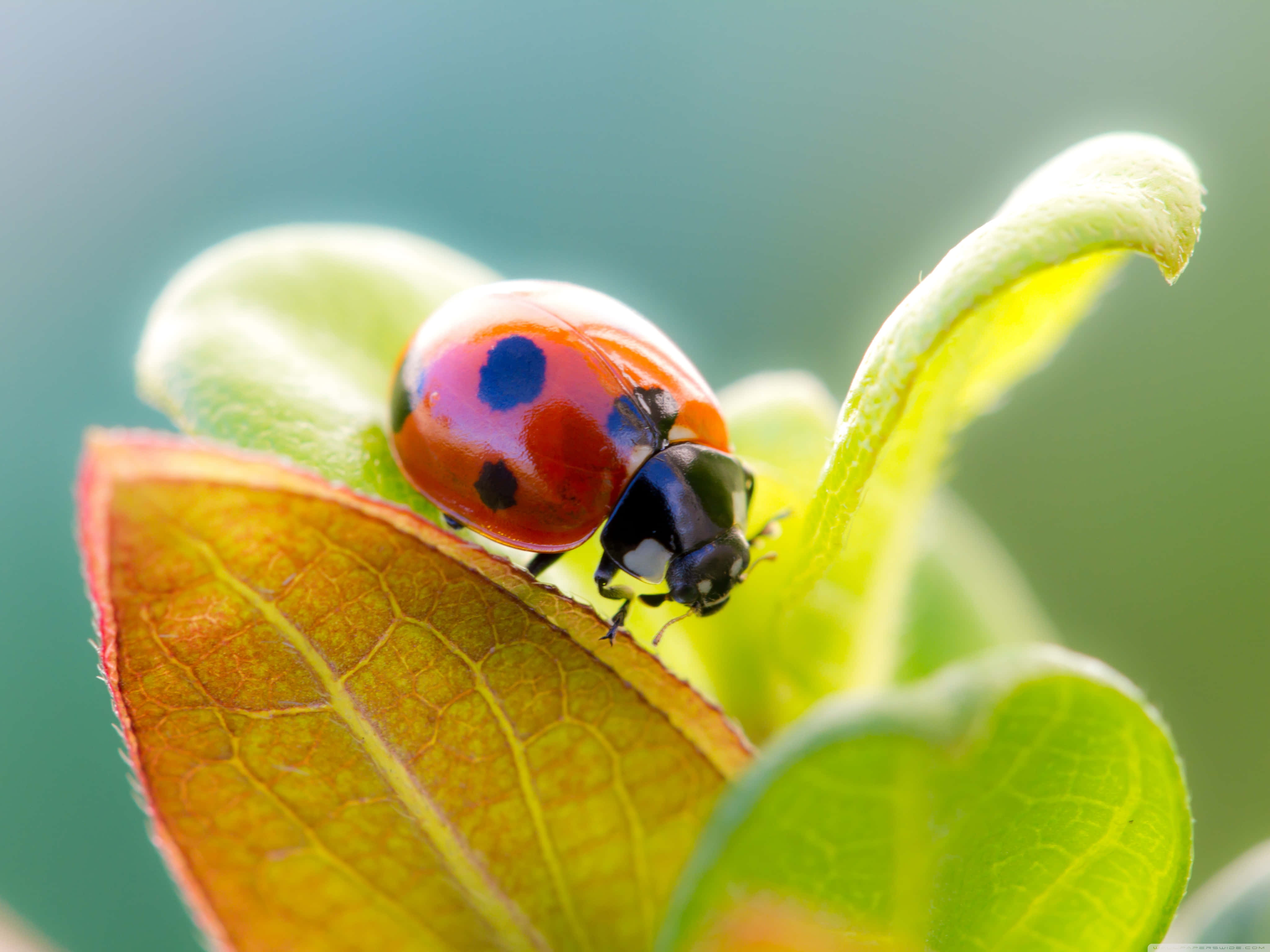 Ladybug iPhone, vibrant red ladybug, black spots, 4K Desktop Wallpaper