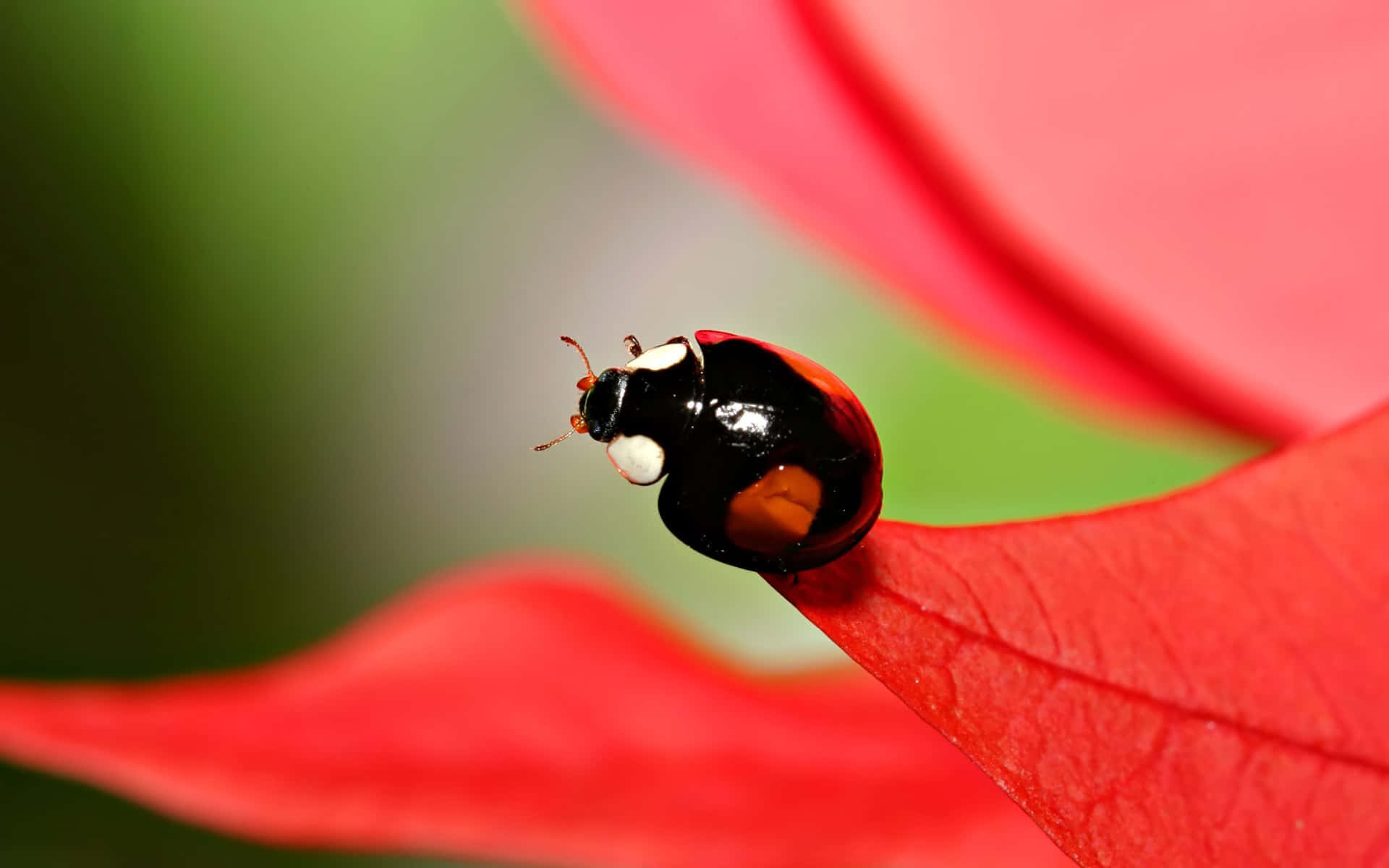 Ladybug iPhone, glossy black, white spots, Full HD Desktop Wallpaper
