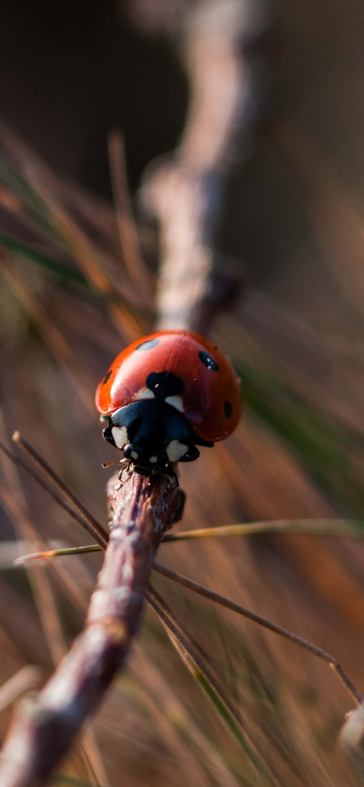 iPhone, ladybug, vibrant red, 2K Phone Wallpaper