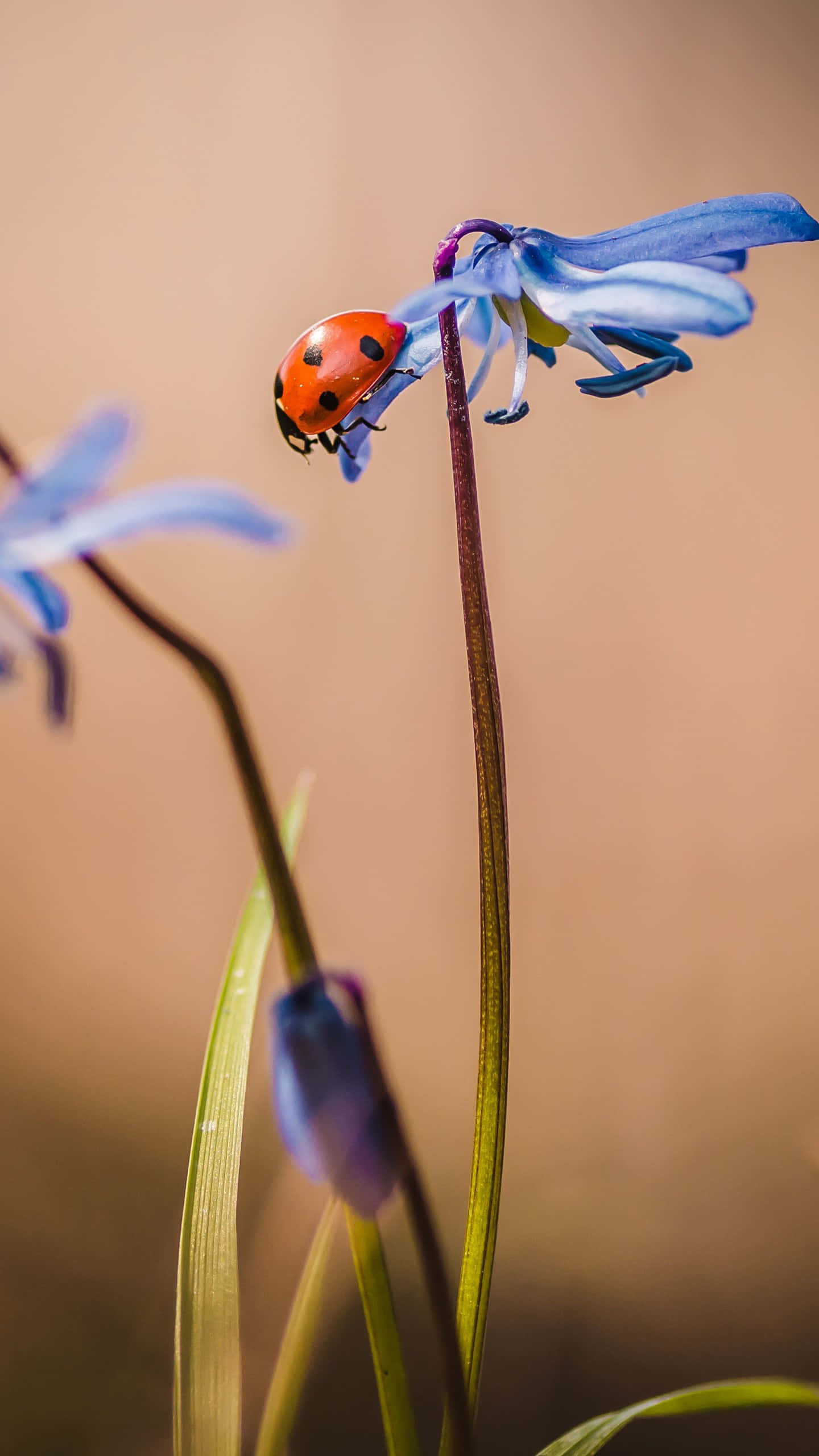 ladybug, blue flower, earthy background, 2K Phone Wallpaper