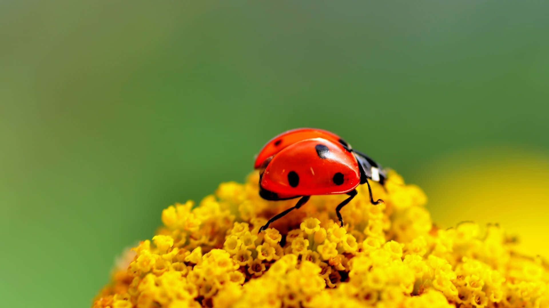 iPhone, Ladybug, red ladybug, Full HD Desktop Wallpaper