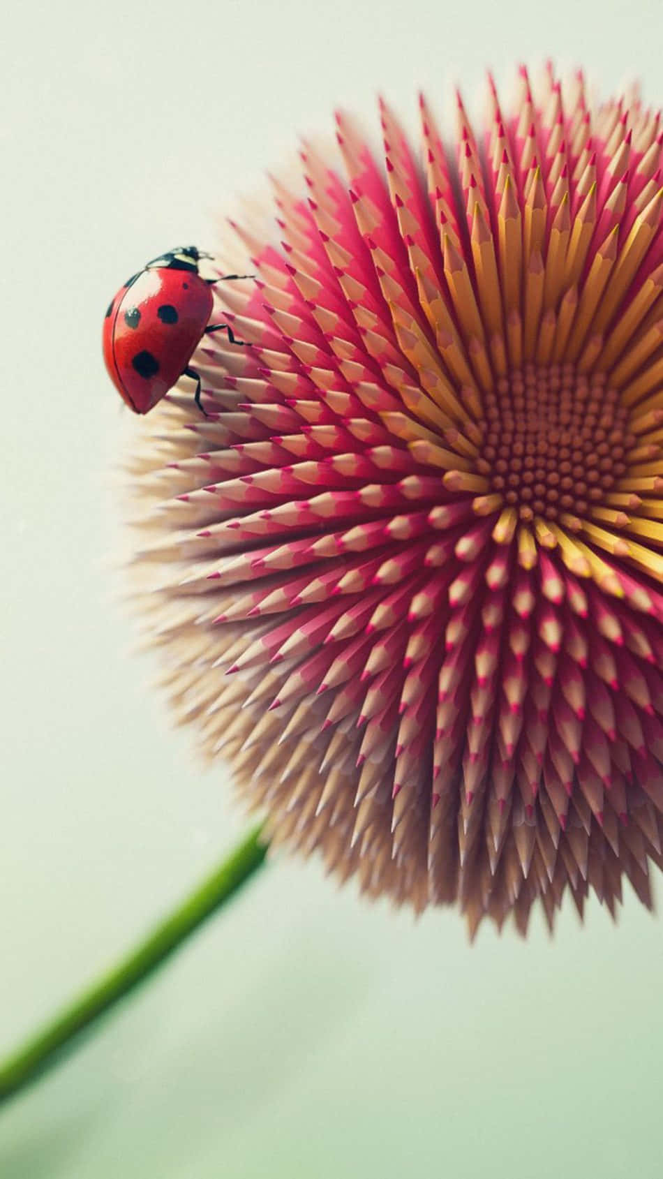 Ladybug, iPhone, vibrant red ladybug, HD Phone Wallpaper