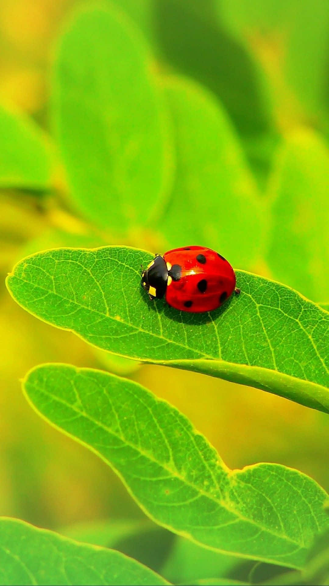 Ladybug iPhone, vibrant red ladybug, black spots, Full HD Phone Wallpaper