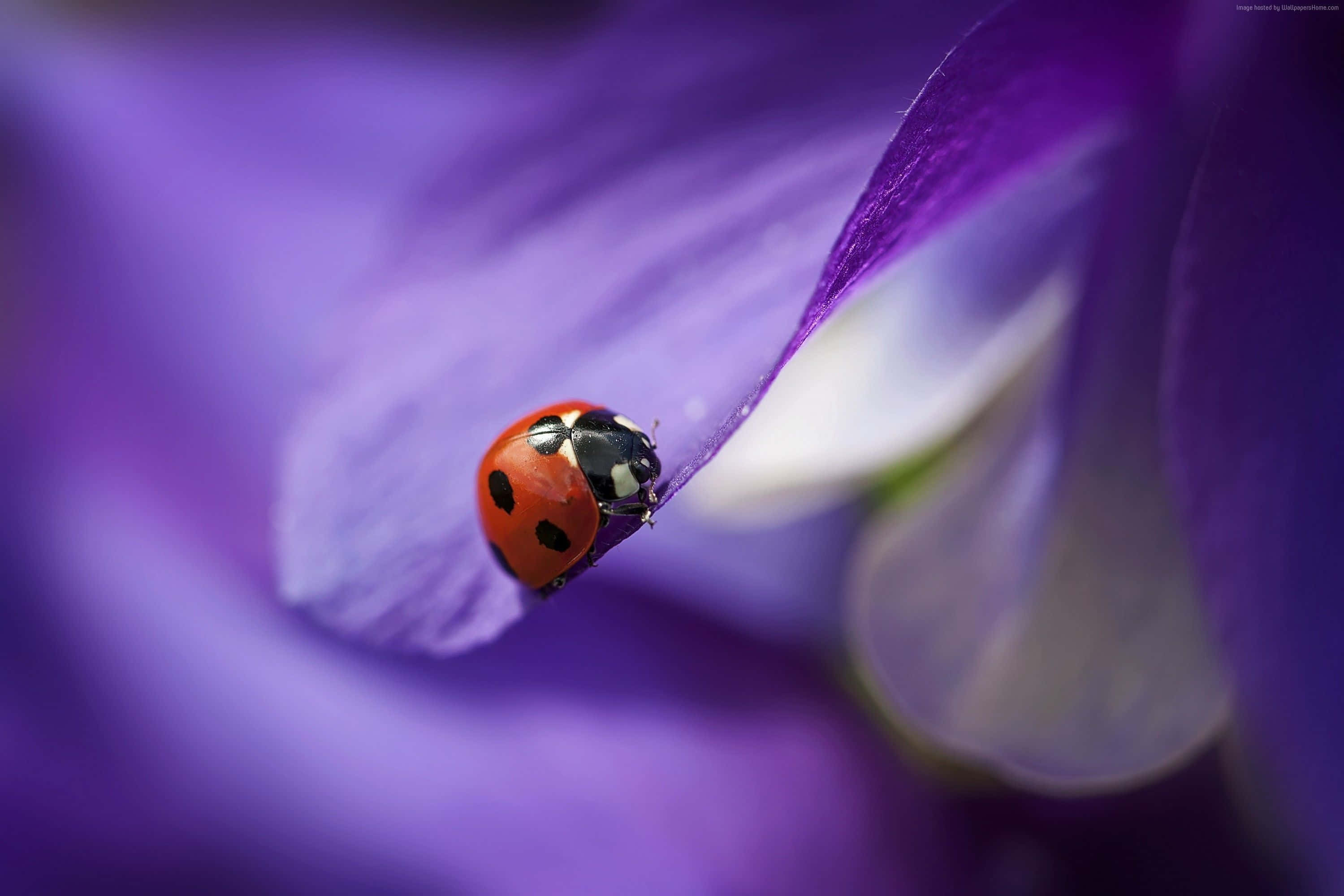 ladybug, iPhone, vibrant red, 2K Desktop Wallpaper