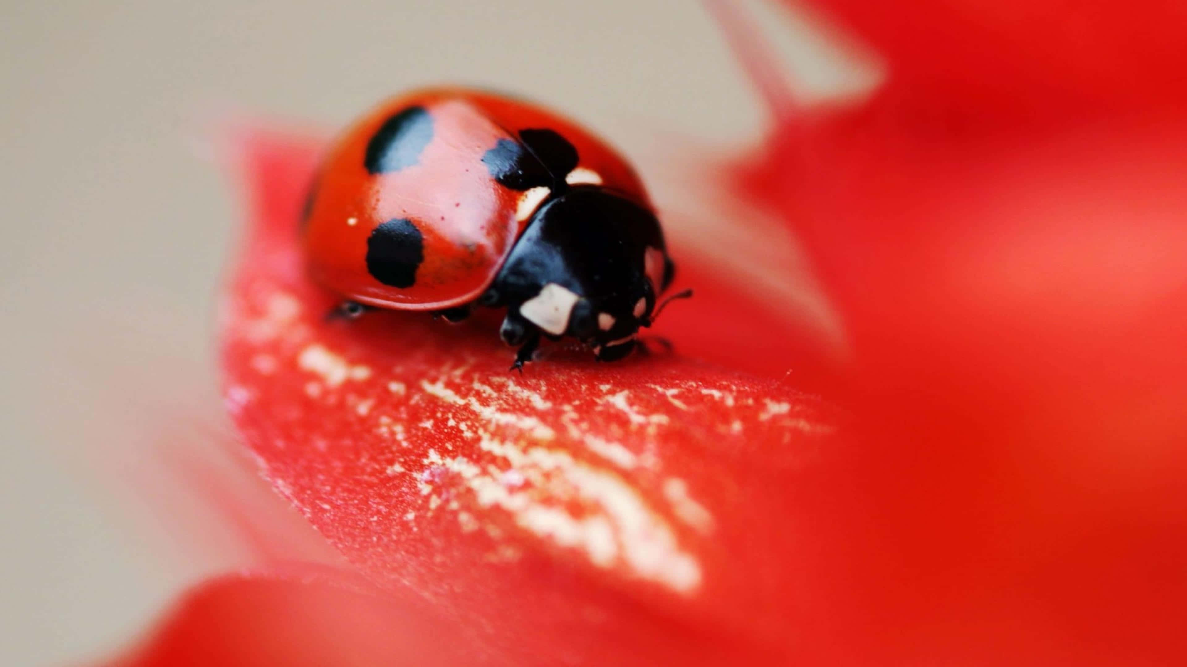 Ladybug, iPhone, vibrant red, 4K Desktop Wallpaper