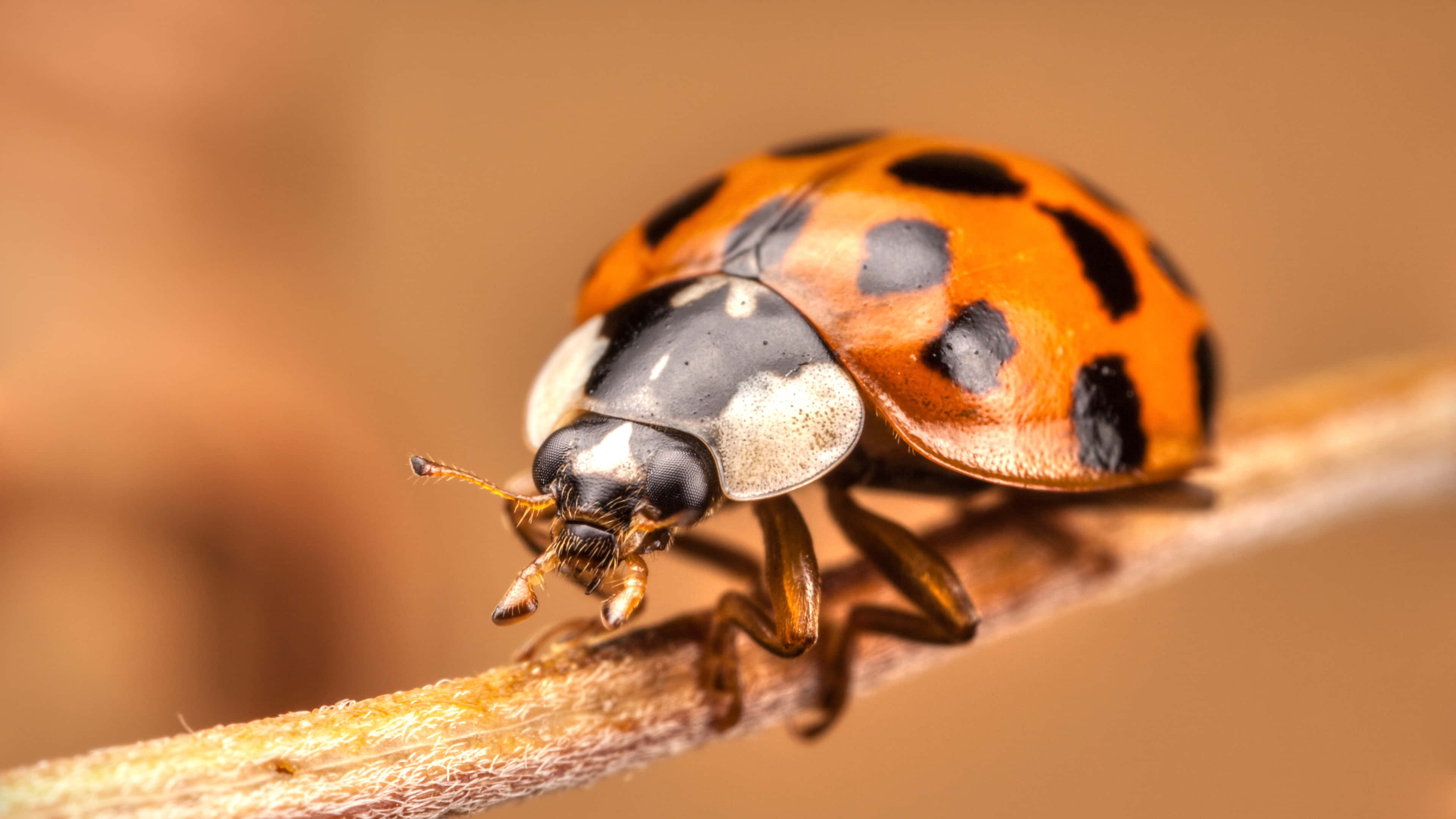 seven-spotted ladybug, dry twig, warm blurred background, 4K Desktop Wallpaper