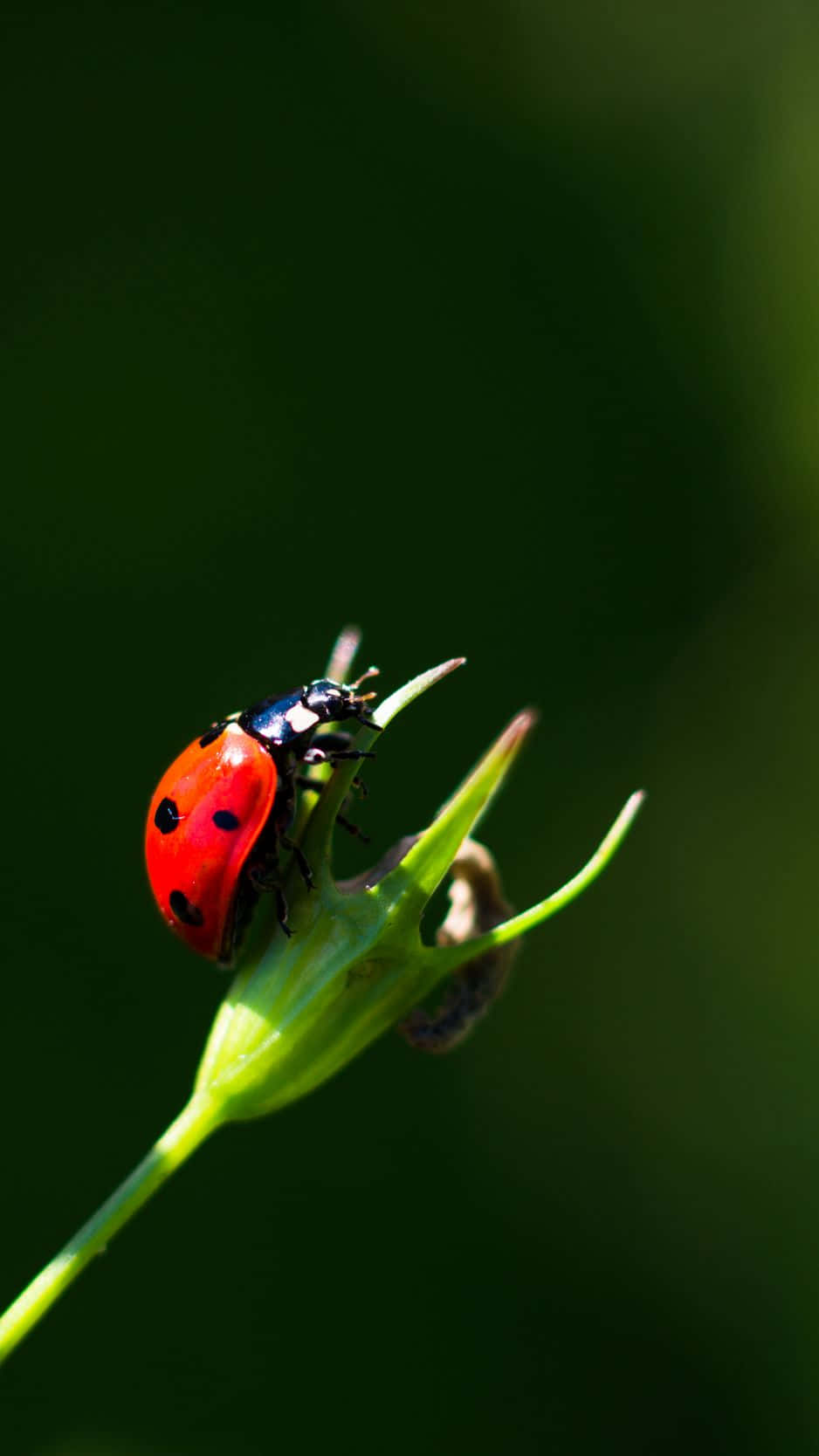 ladybug, green plant, red ladybug, HD Phone Wallpaper