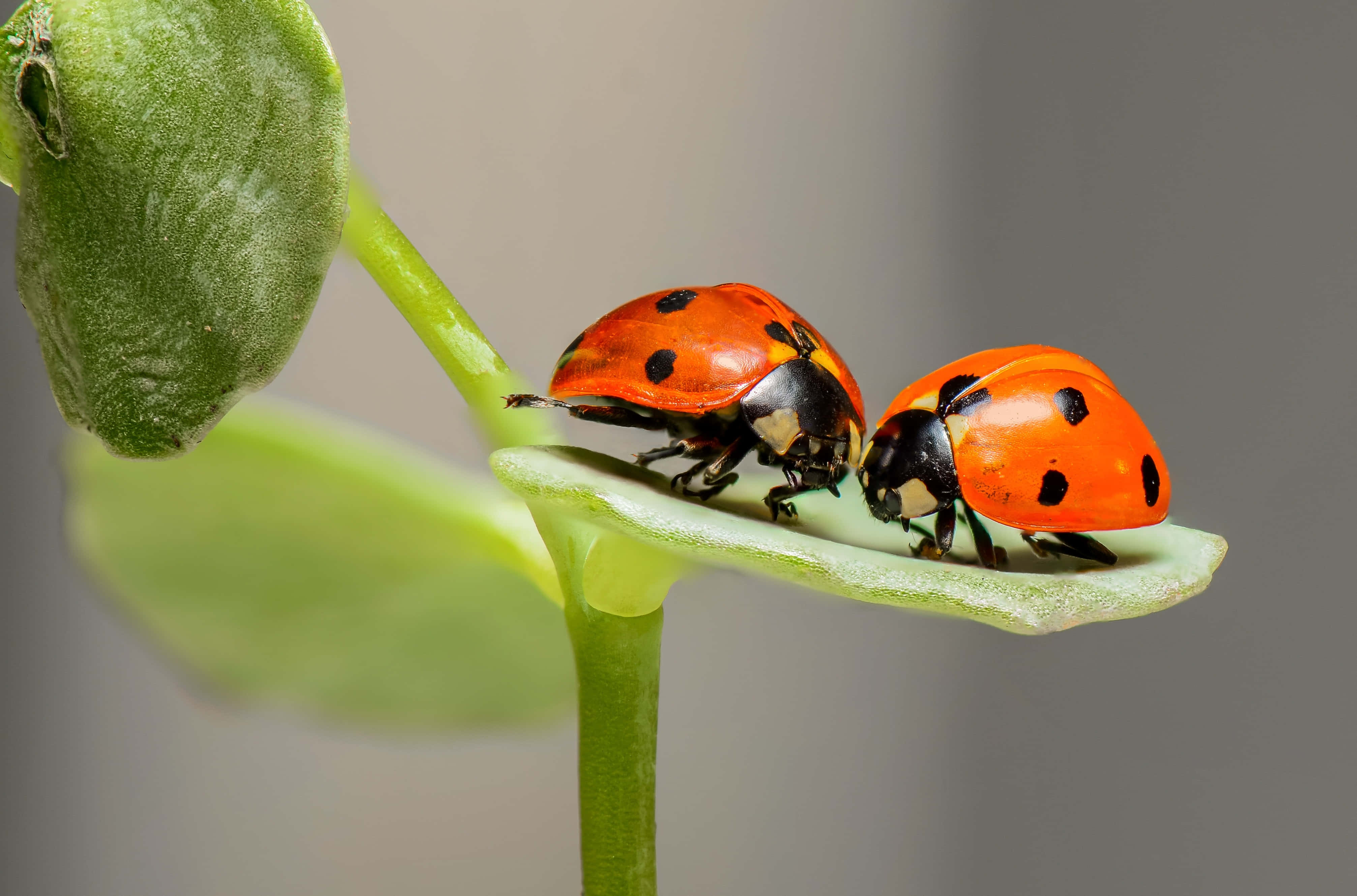 Ladybug iPhone, orange ladybugs, black spots, 4K Desktop Wallpaper