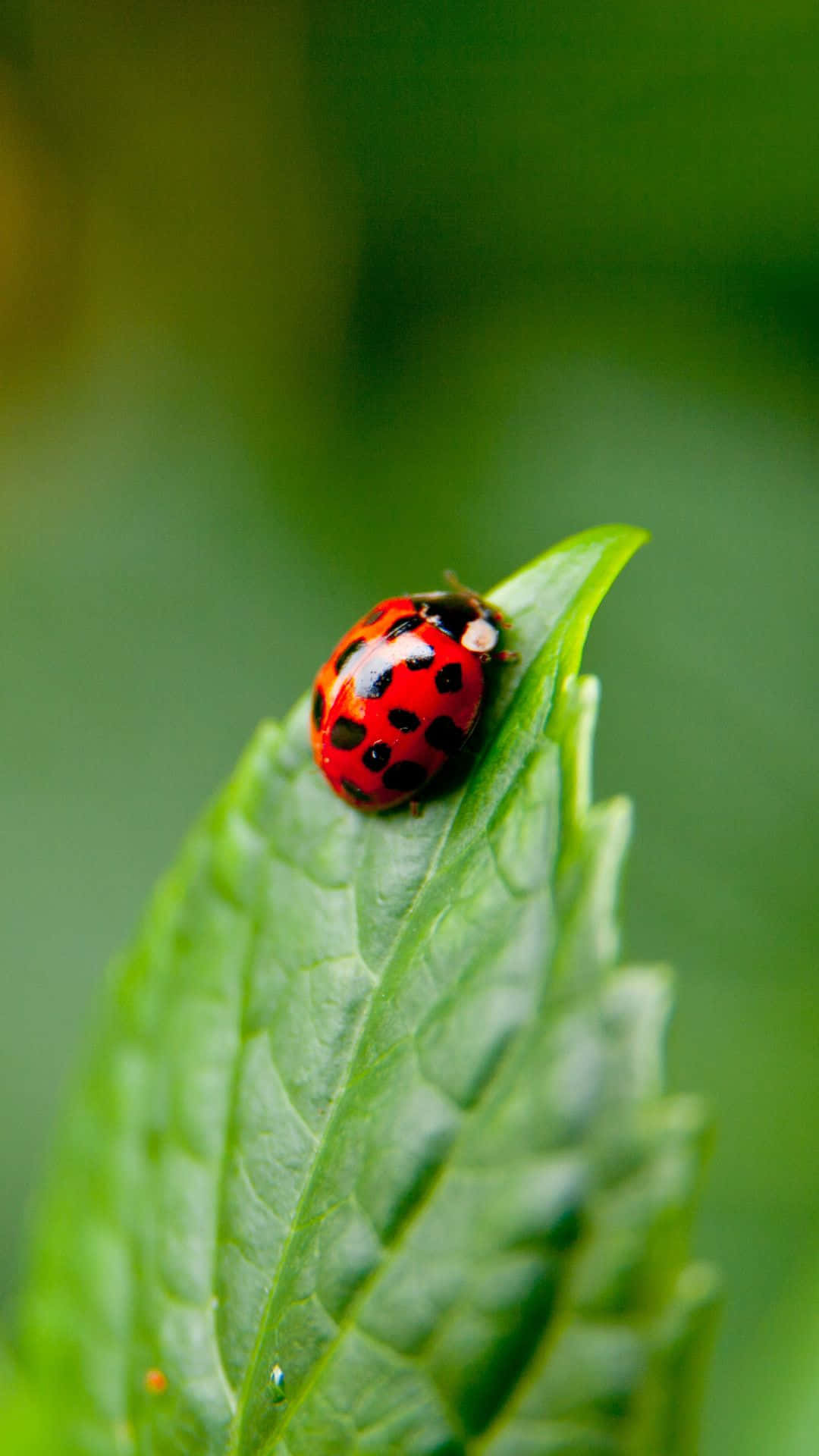 Ladybug iPhone, vibrant red, black spots, Full HD Phone Wallpaper