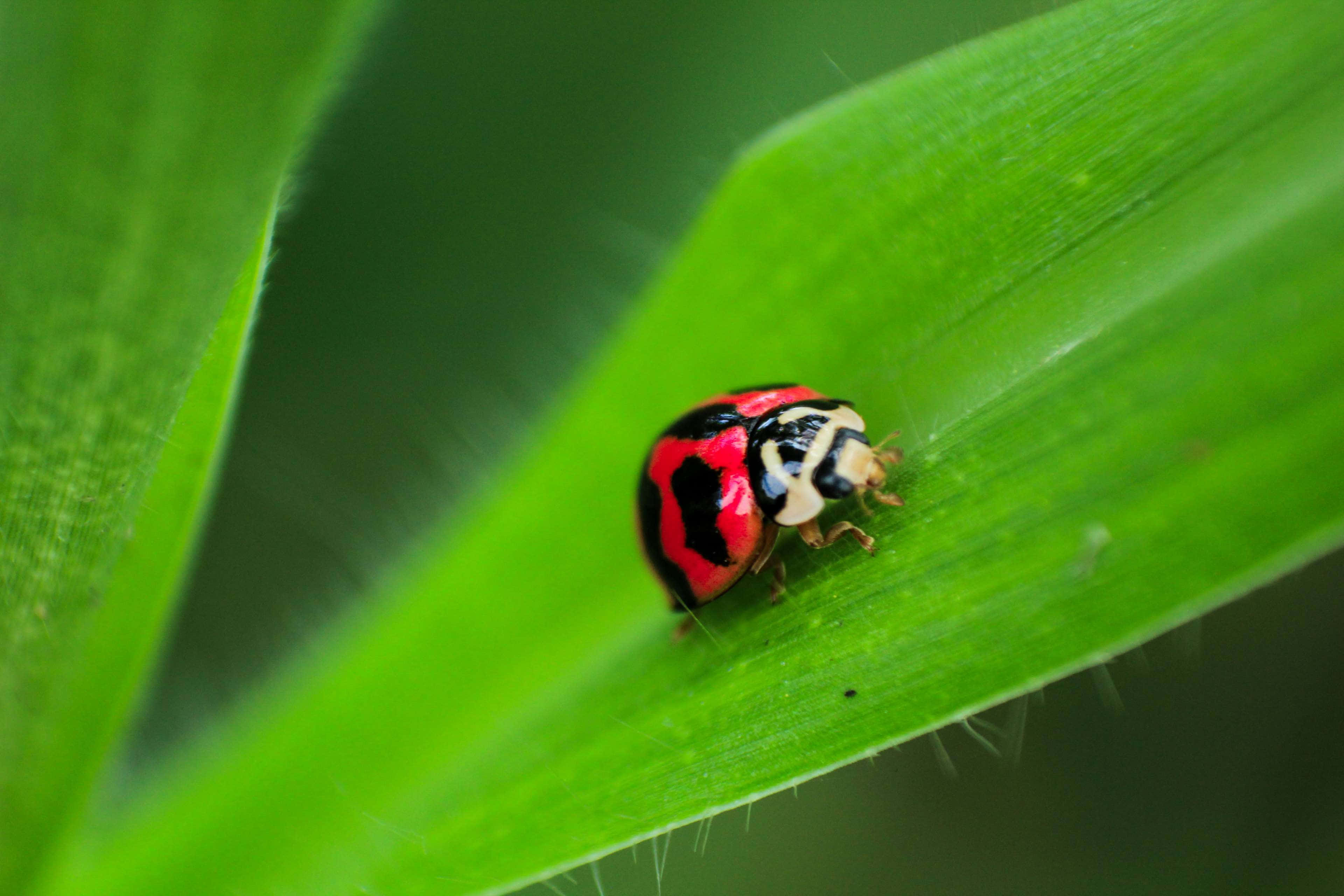 ladybug, red and black, white markings, 4K Desktop Wallpaper