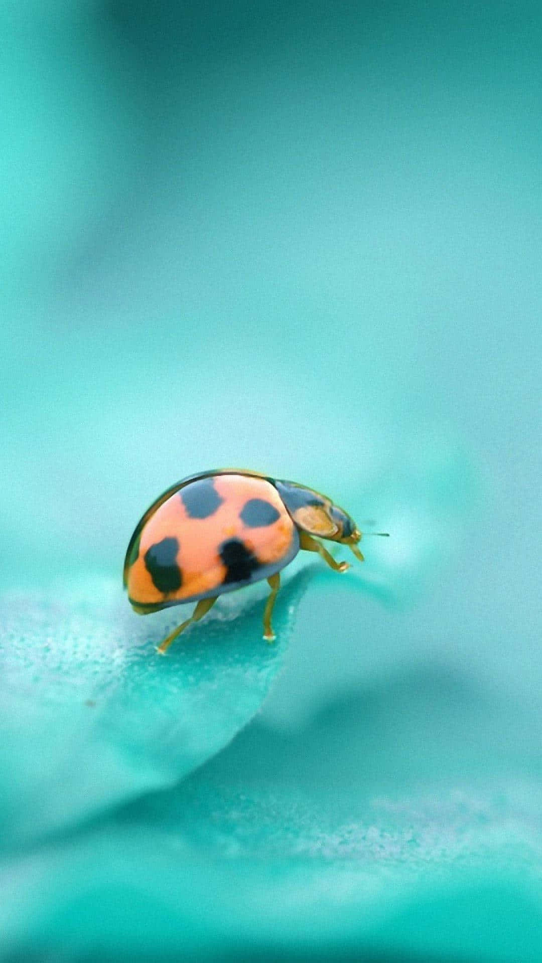 Ladybug iPhone, vibrant orange ladybug, black spots, Full HD Phone Wallpaper