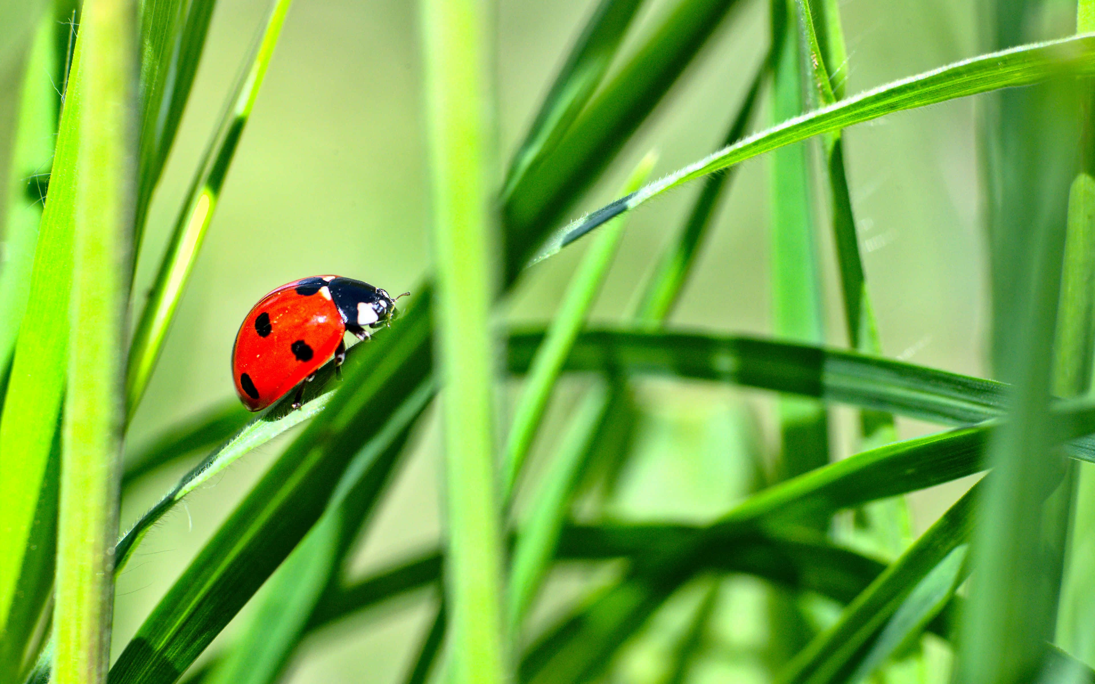 ladybug, red ladybug, black spots, 4K Desktop Wallpaper